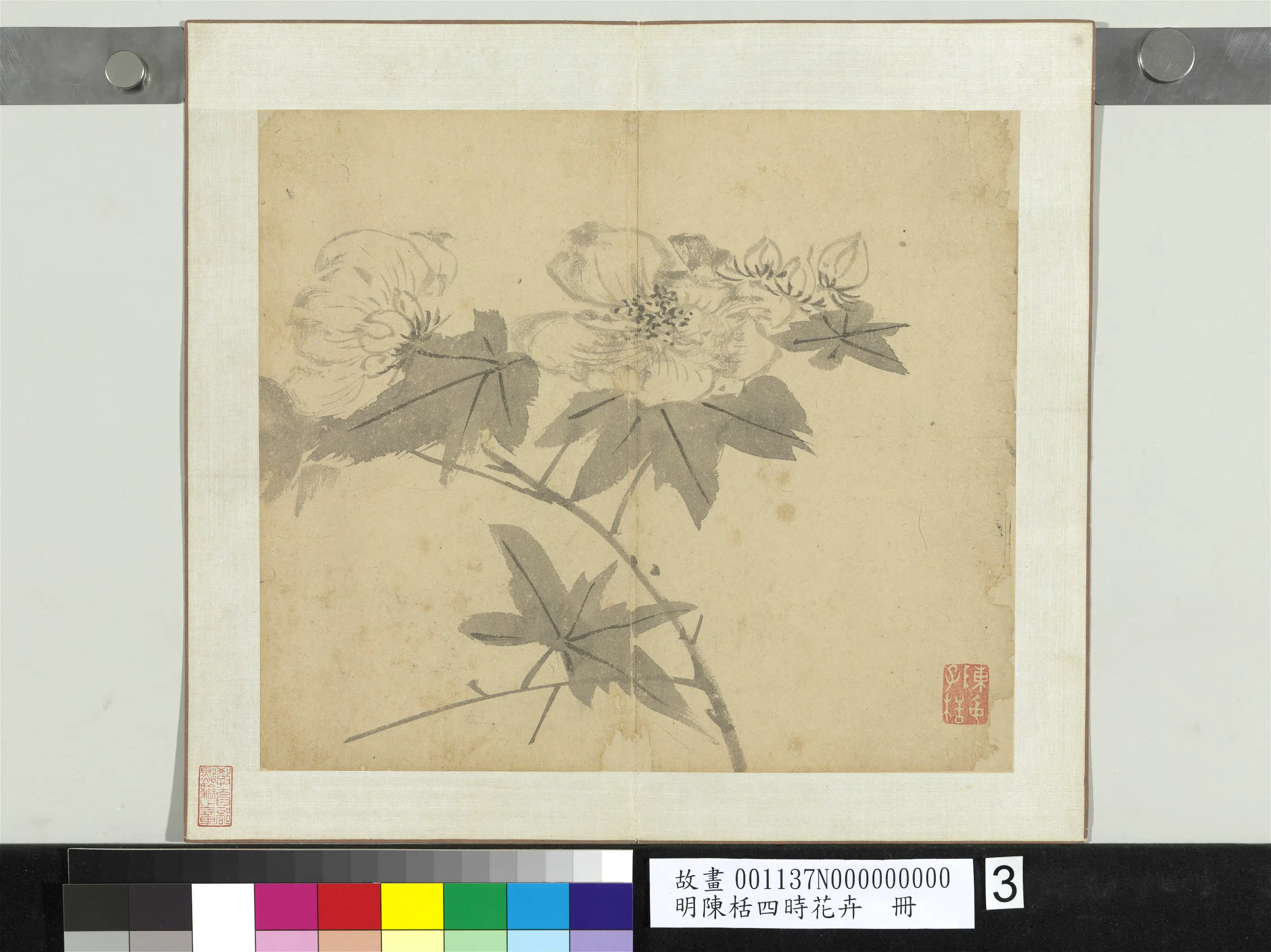 明朝【陈栝】《四时花卉册-木芙蓉》