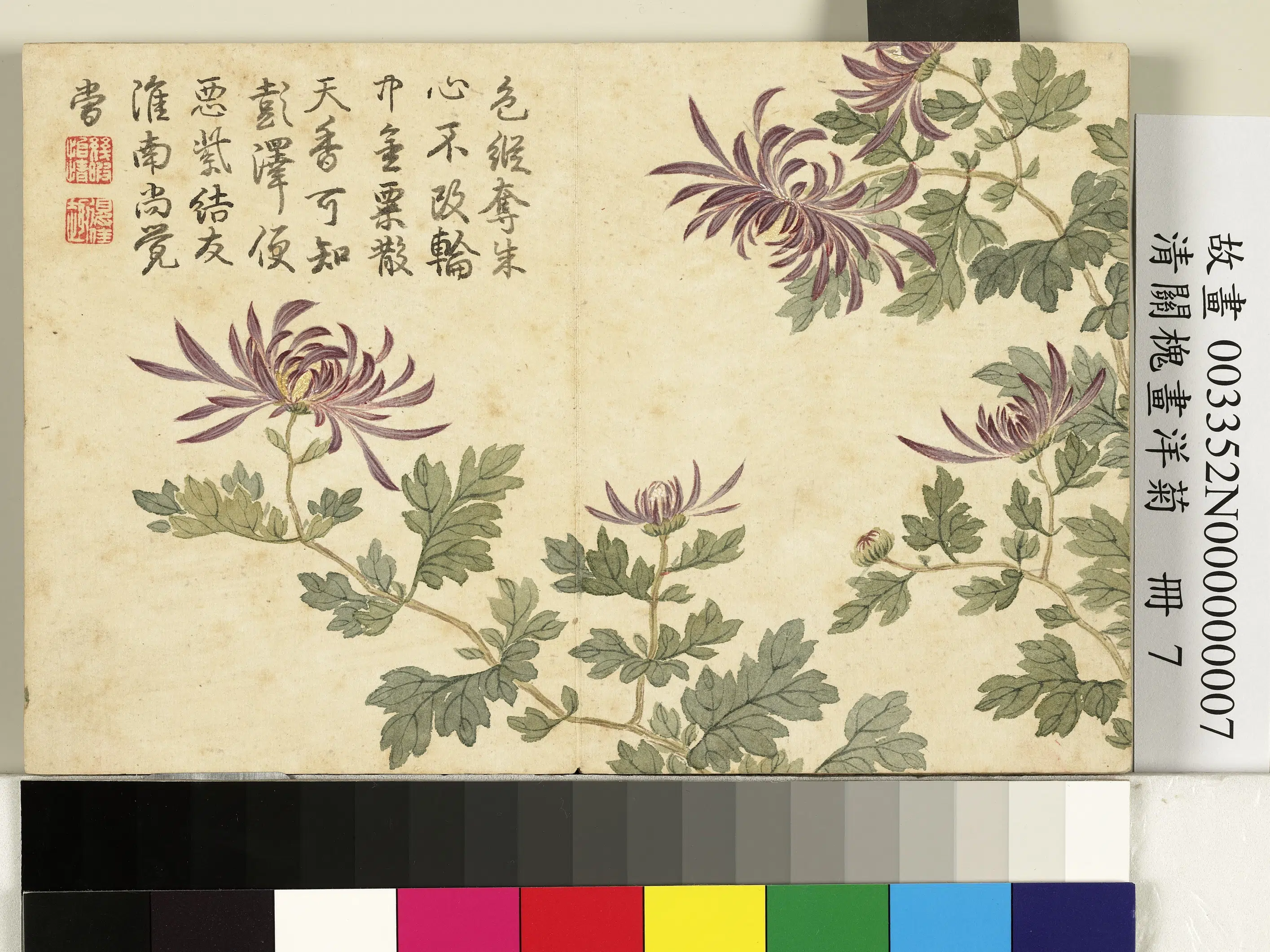 清代【关槐】《画洋菊册》 第9张