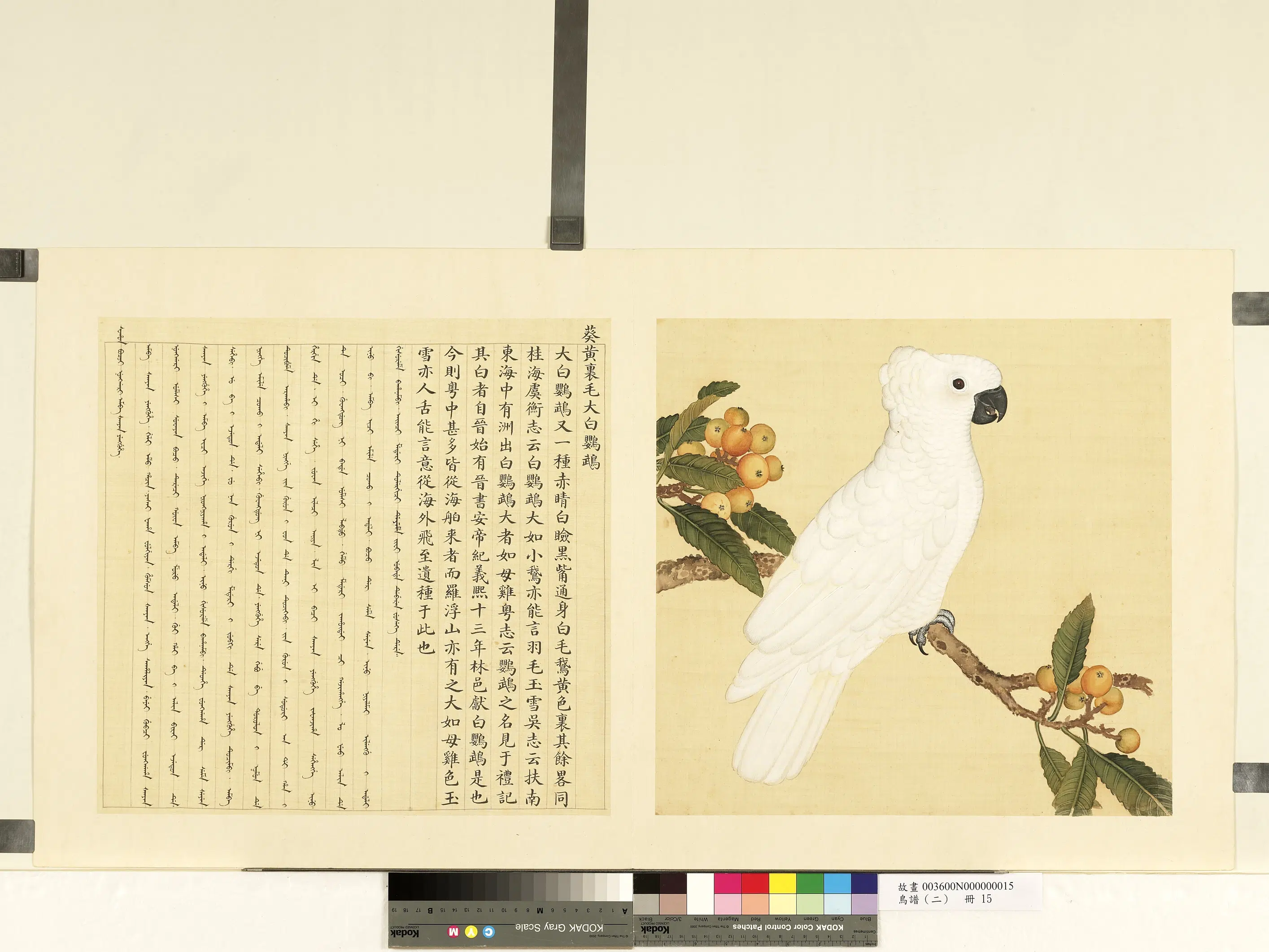《鸟谱（二）册》 第21张