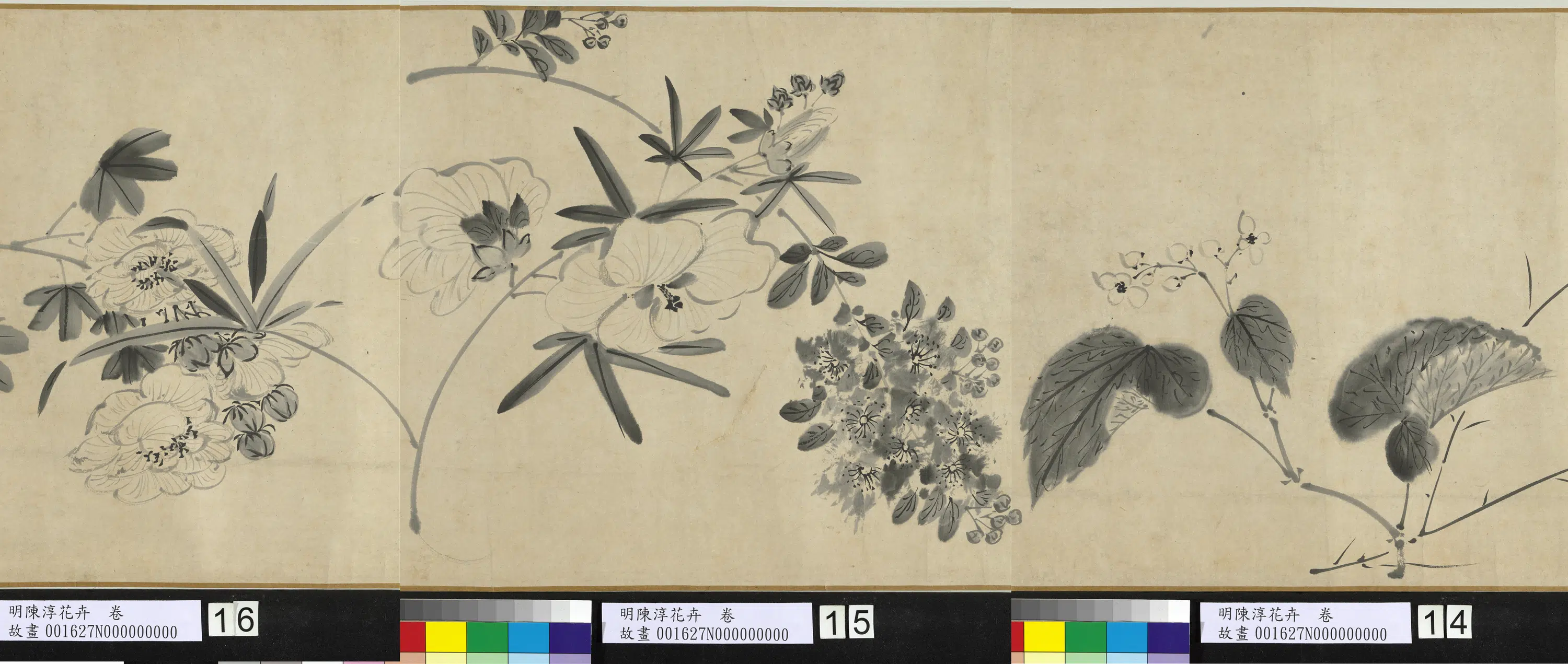 明朝【陈淳(道复)】《花卉图卷》 第4张 明朝【陈淳(道复)】《花卉图卷》 第4张