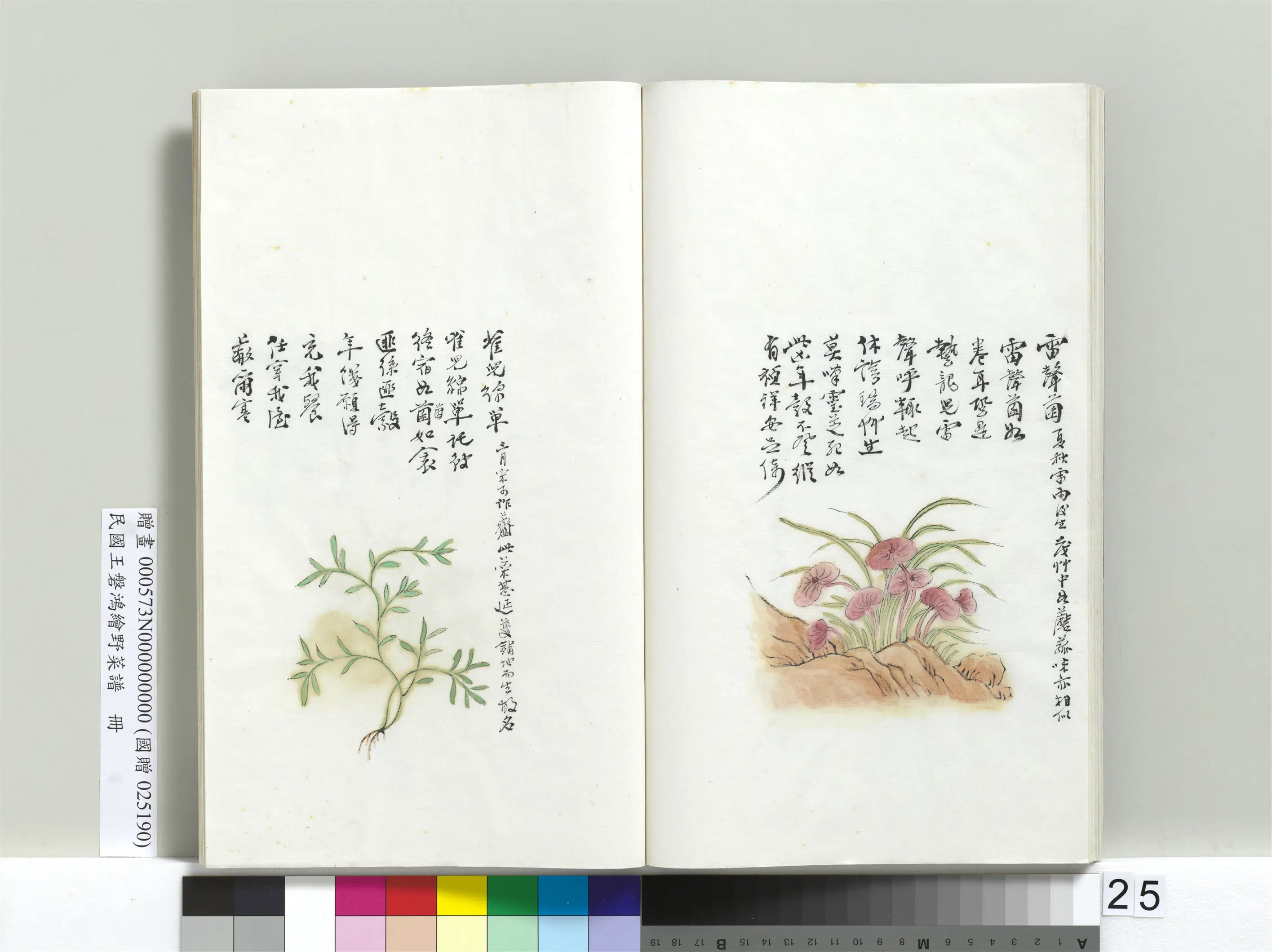 《绘王盘野菜谱册》 第18张 《绘王盘野菜谱册》 第18张