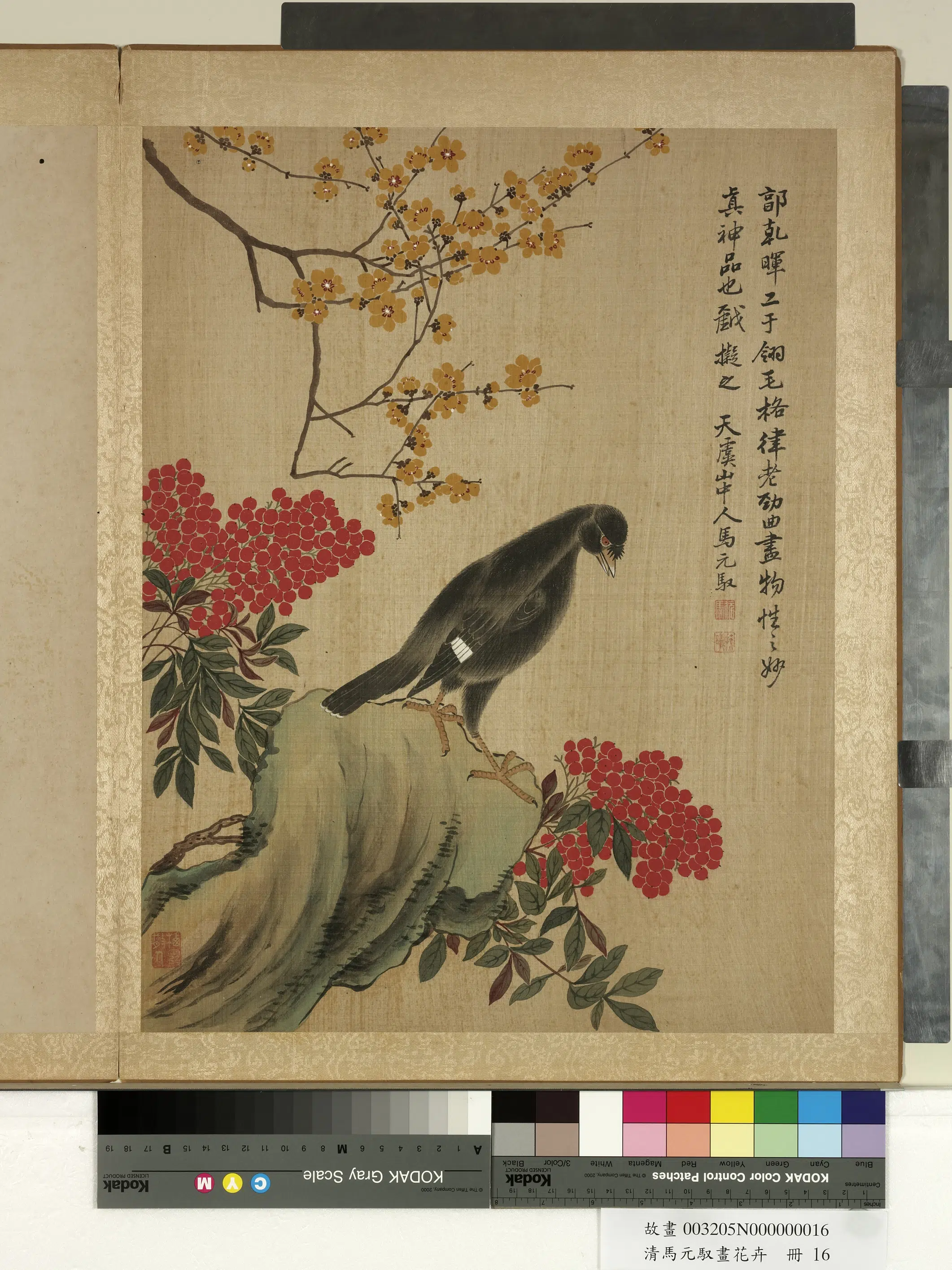 清朝【马元驭】《画花卉册-蜡梅八哥》