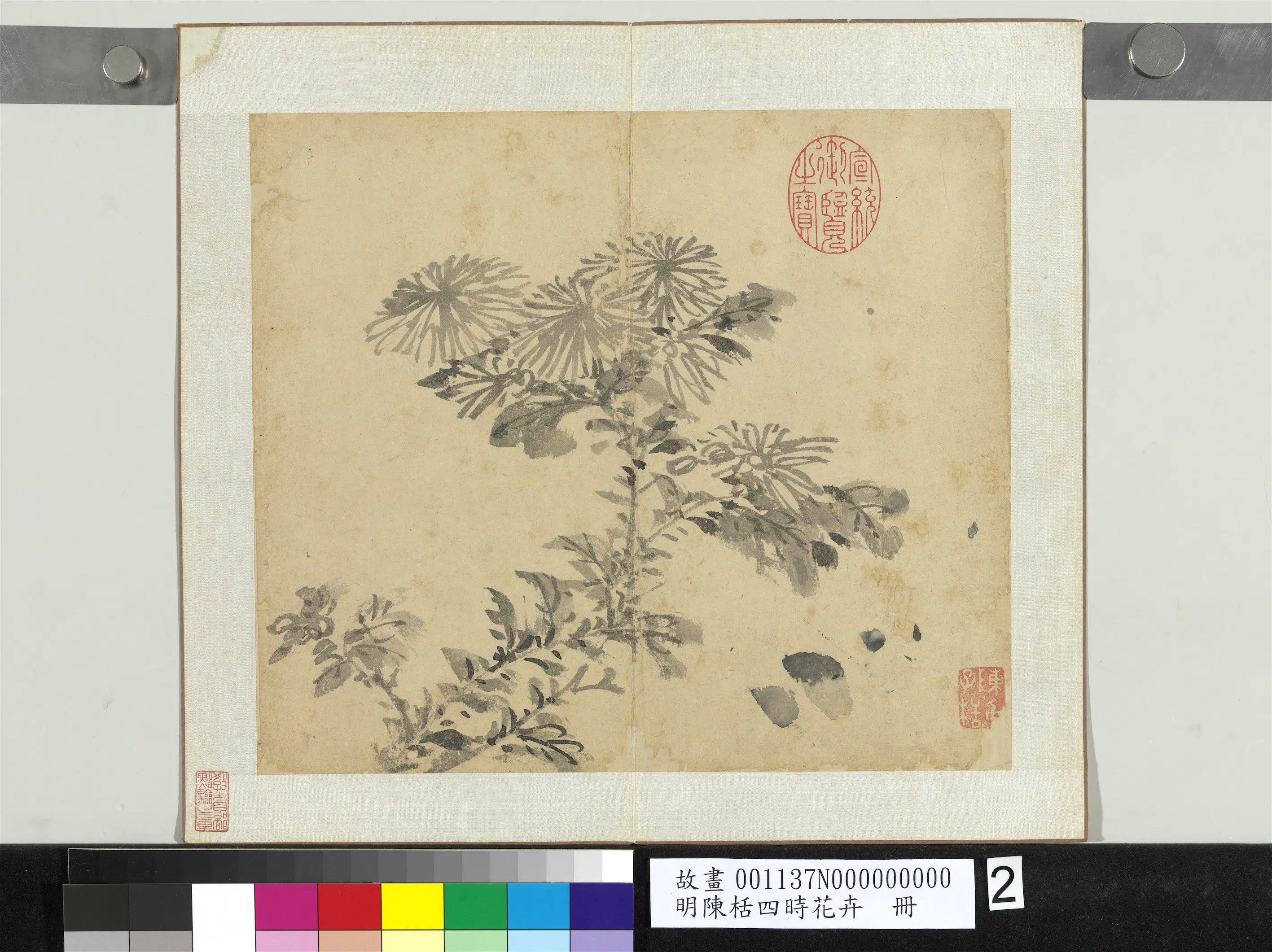 明朝【陈栝】《四时花卉册-菊花》