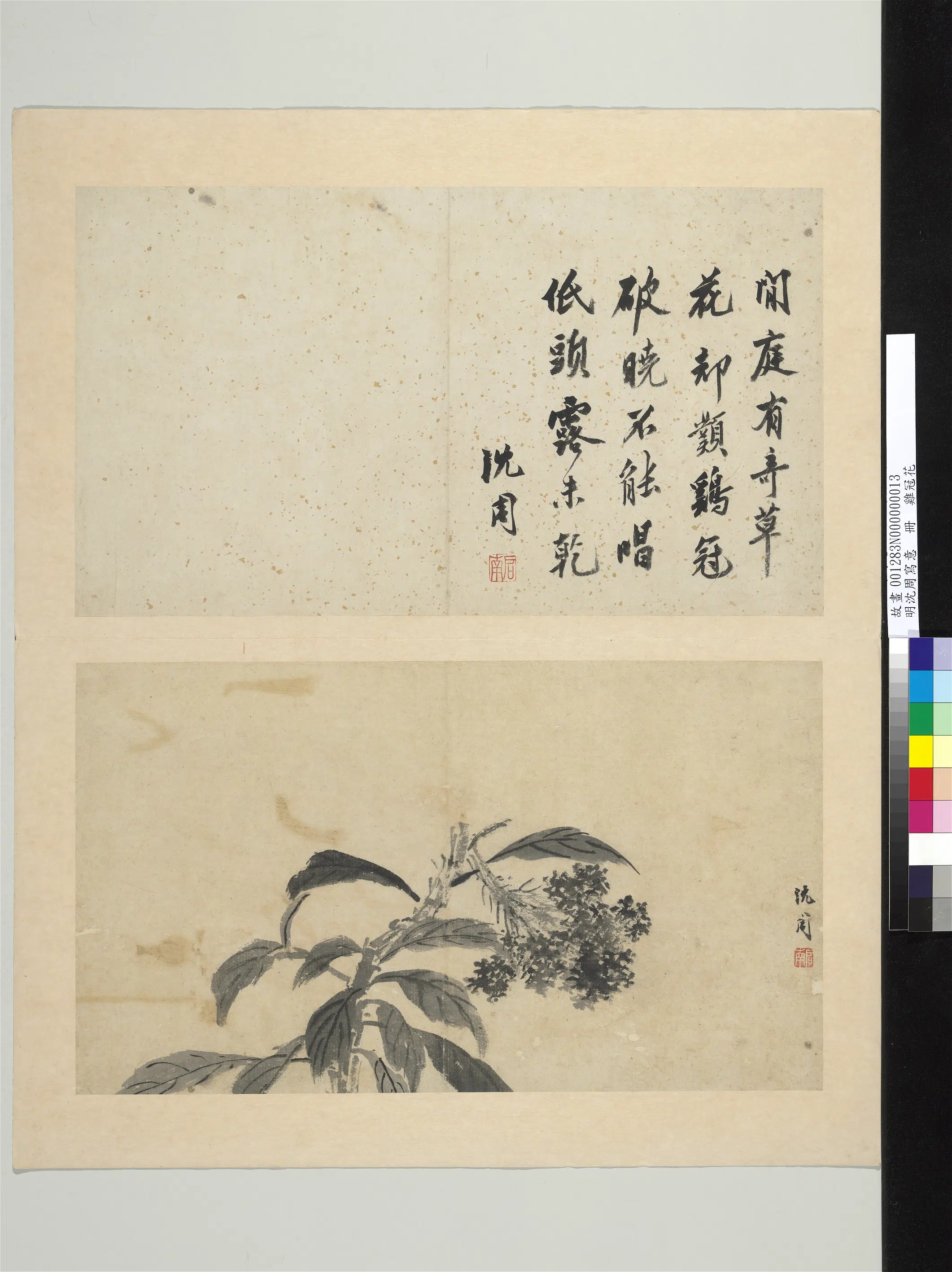 明朝【沈周】《写意册-鸡冠花》