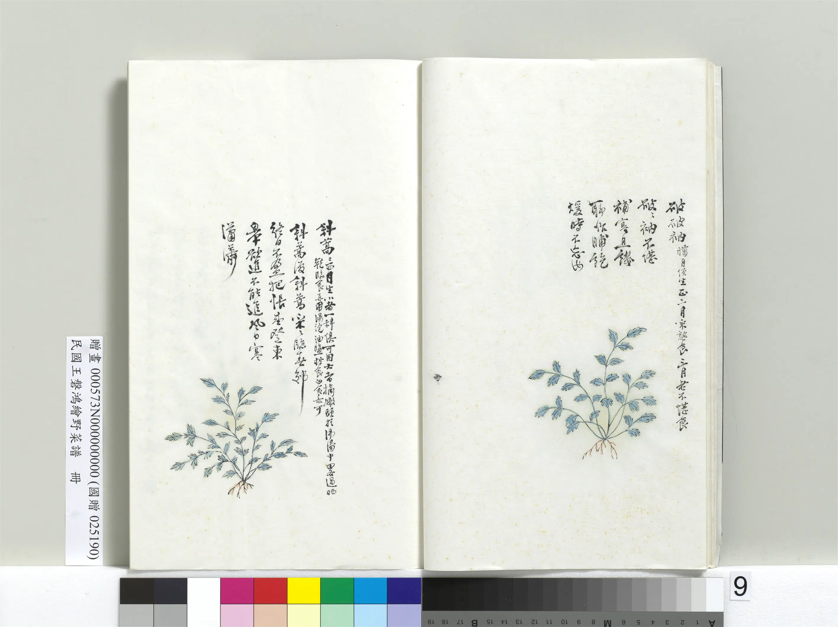 《绘王盘野菜谱册-斜蒿》