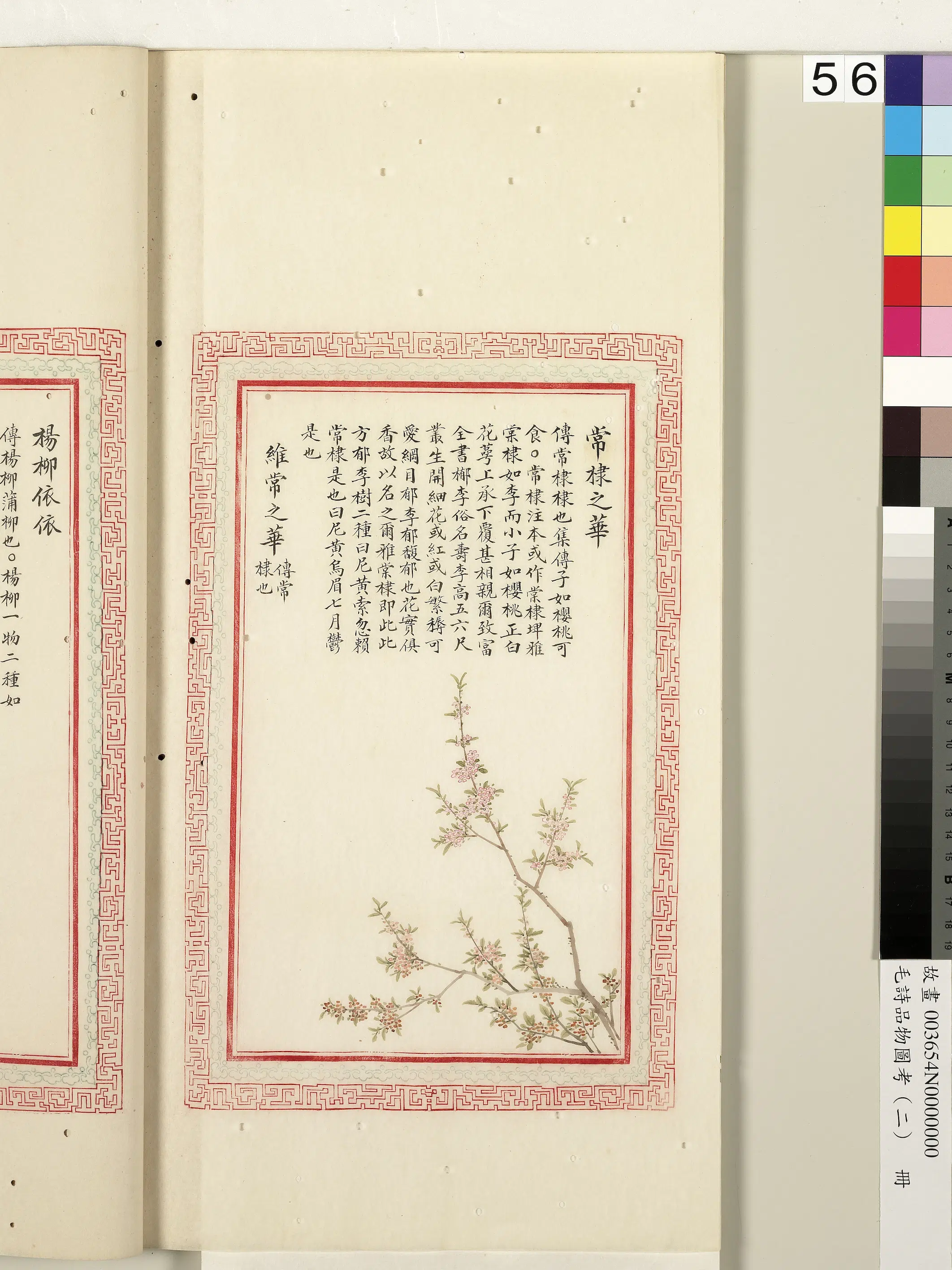 清朝【佚名】《毛诗品物图考（二）册-常棣之华维常之华-1》