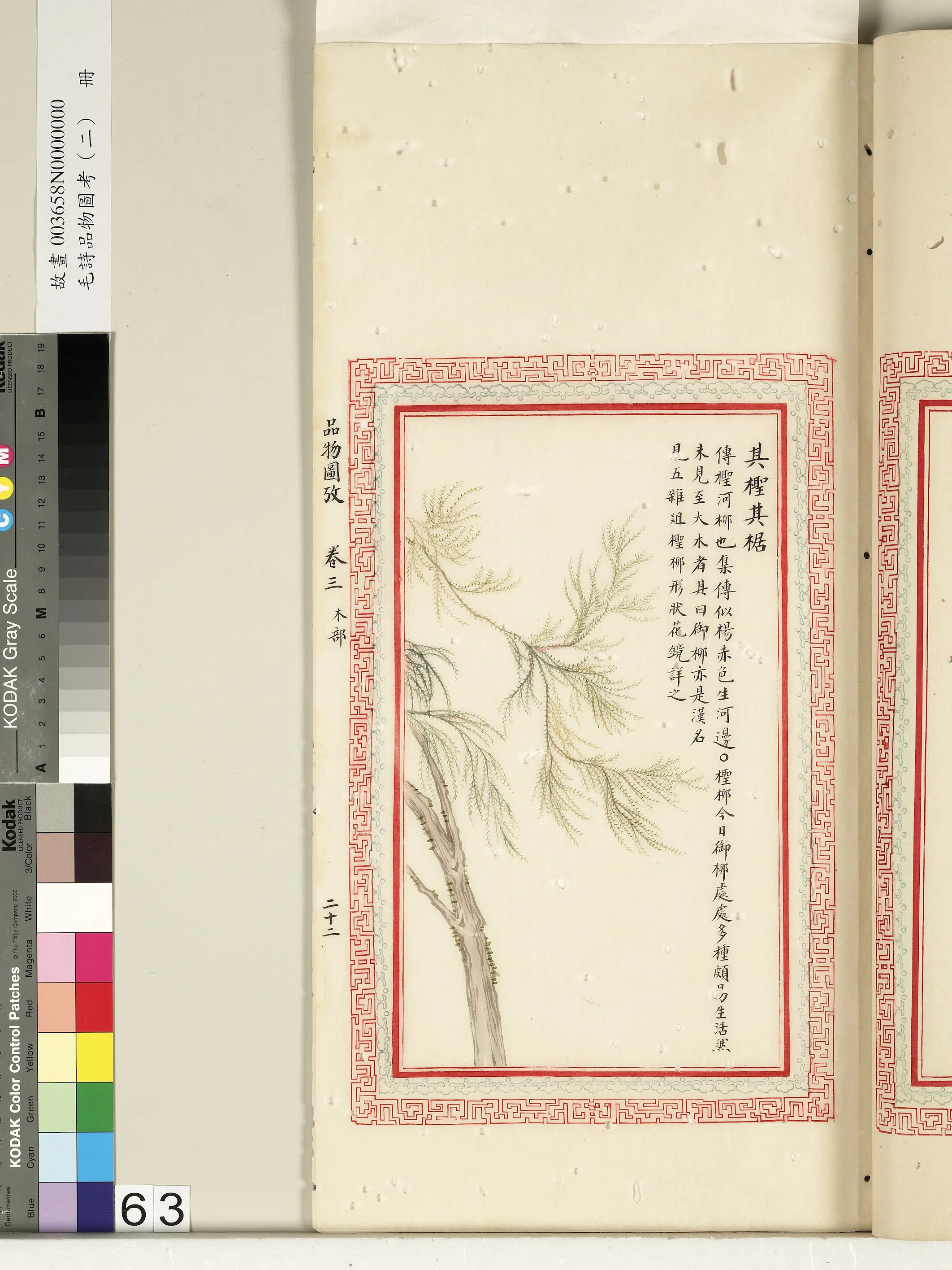 清朝【佚名】《毛诗品物图考（二）册-其柽其椐-2》