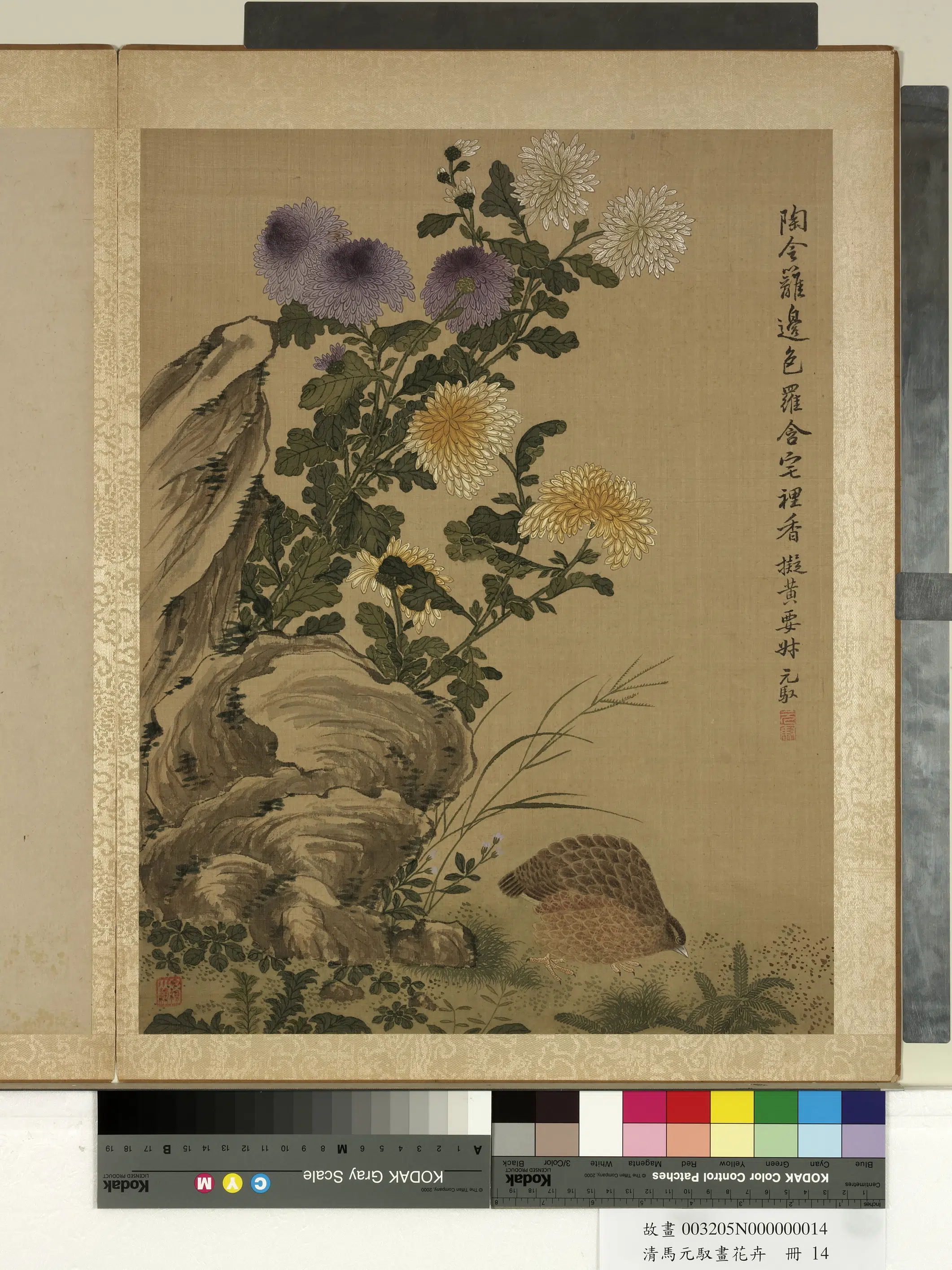 清朝【马元驭】《画花卉册-菊花鹌鹑》