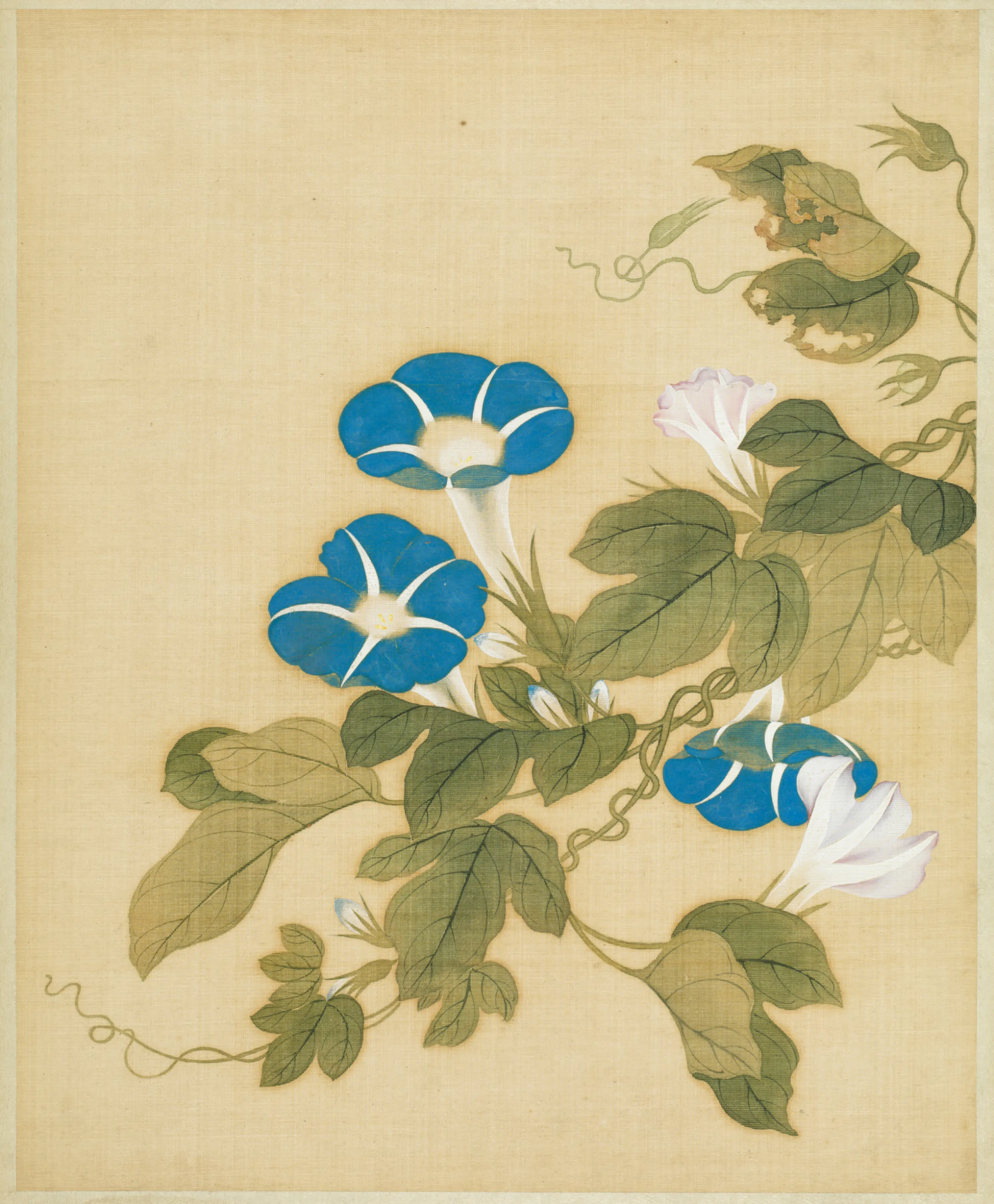 清代【范廷镇】《花卉图册》 第3张