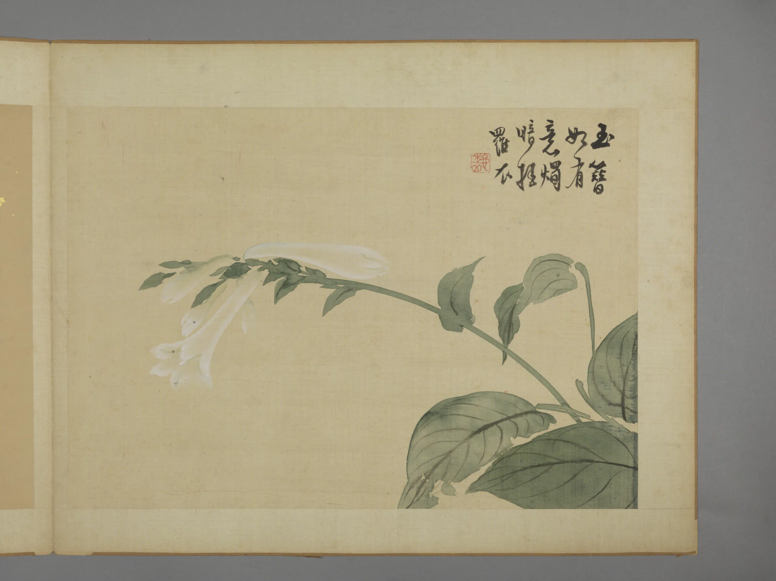 清代【华喦】《花卉图册（11开）》 第4张