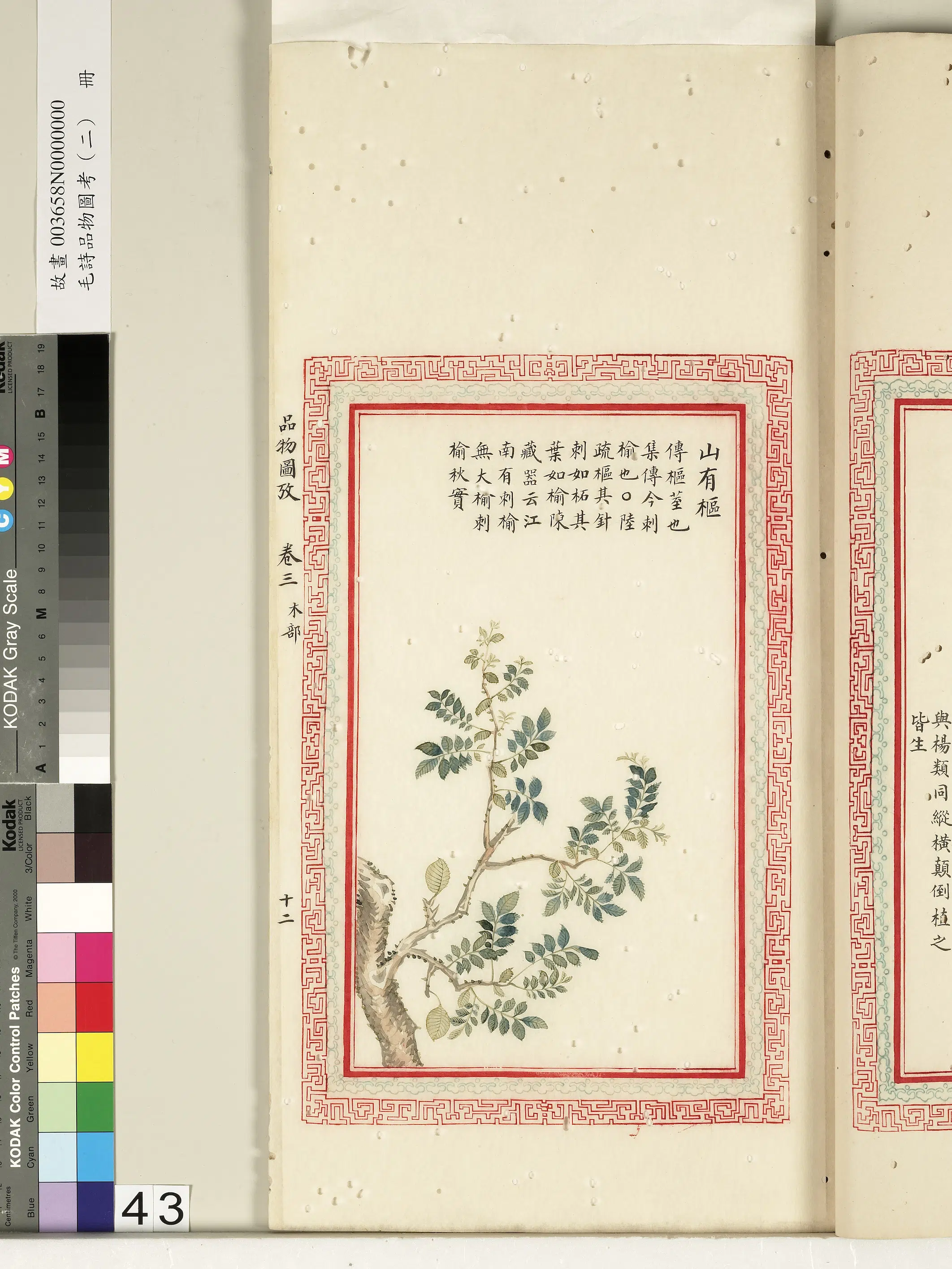 清朝【佚名】《毛诗品物图考（二）册-山有枢-2》