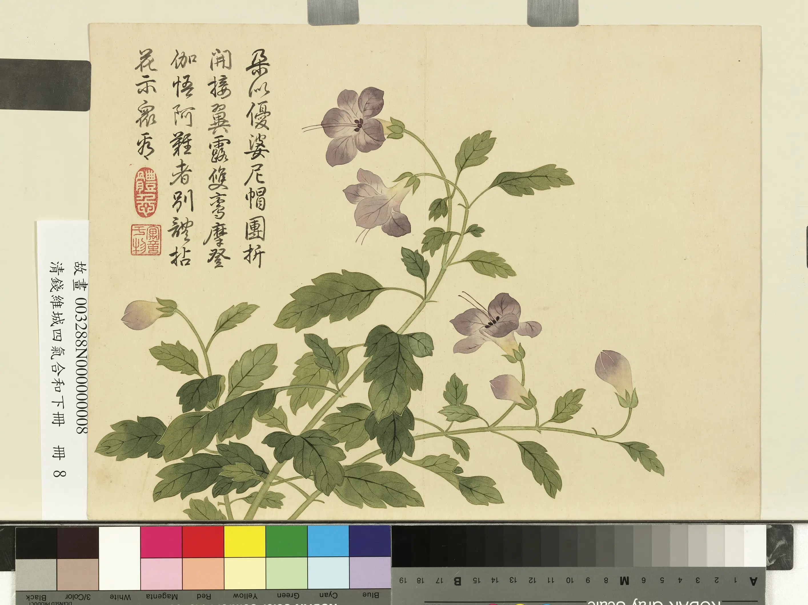 清代【钱维城】《画四气含和下册-僧帽花》