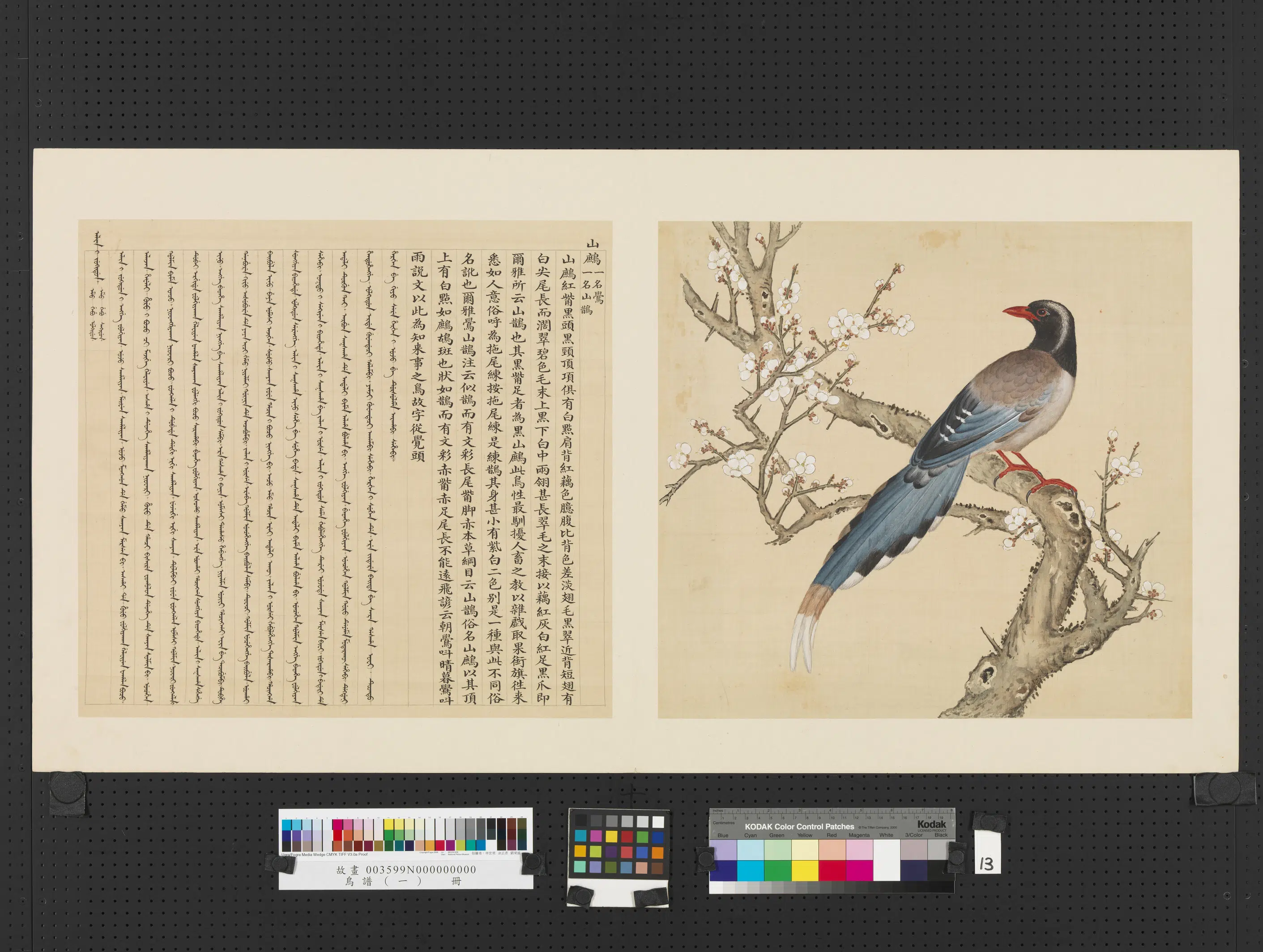 《鸟谱(一)册》 第8张 《鸟谱(一)册》 第8张