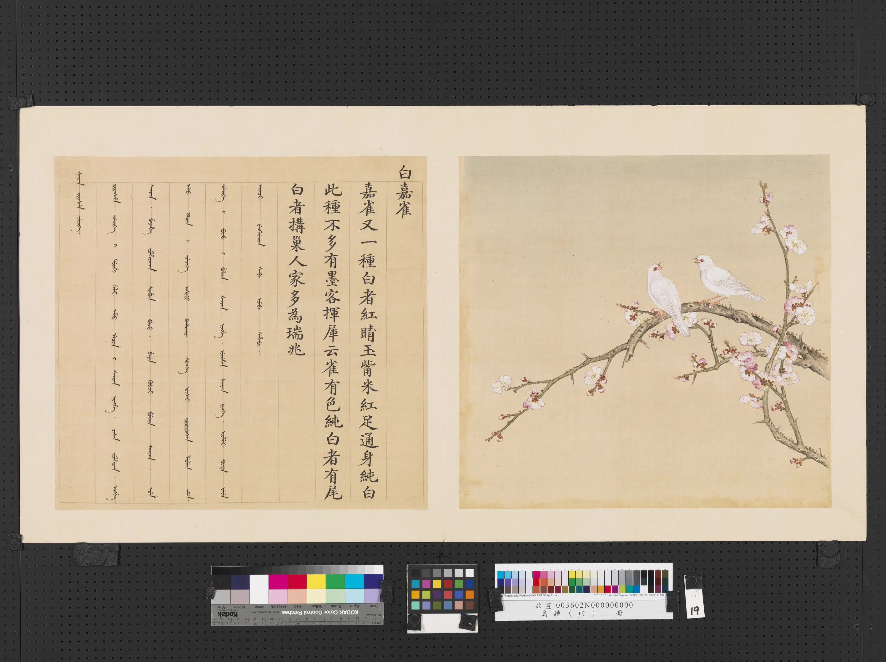 《鸟谱（四）册》 第11张