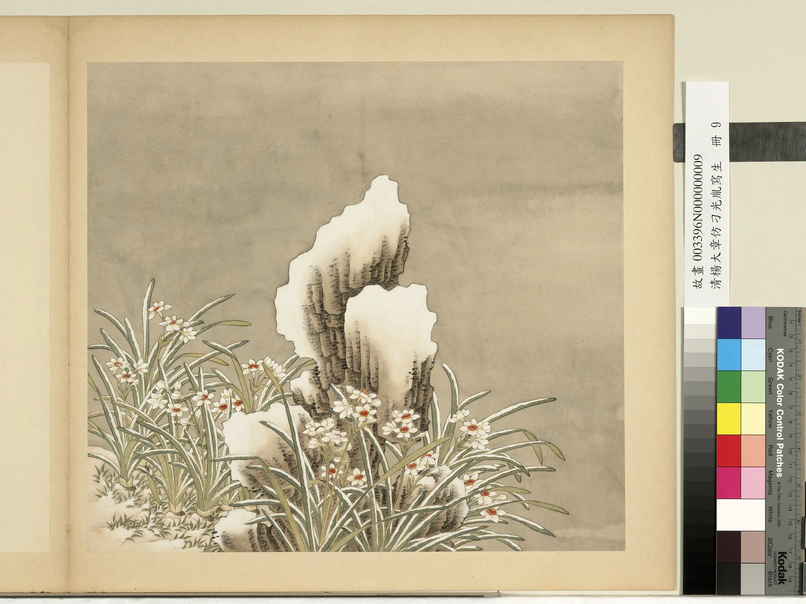 清代【杨大章】《仿刁光胤写生册-水仙倚石》