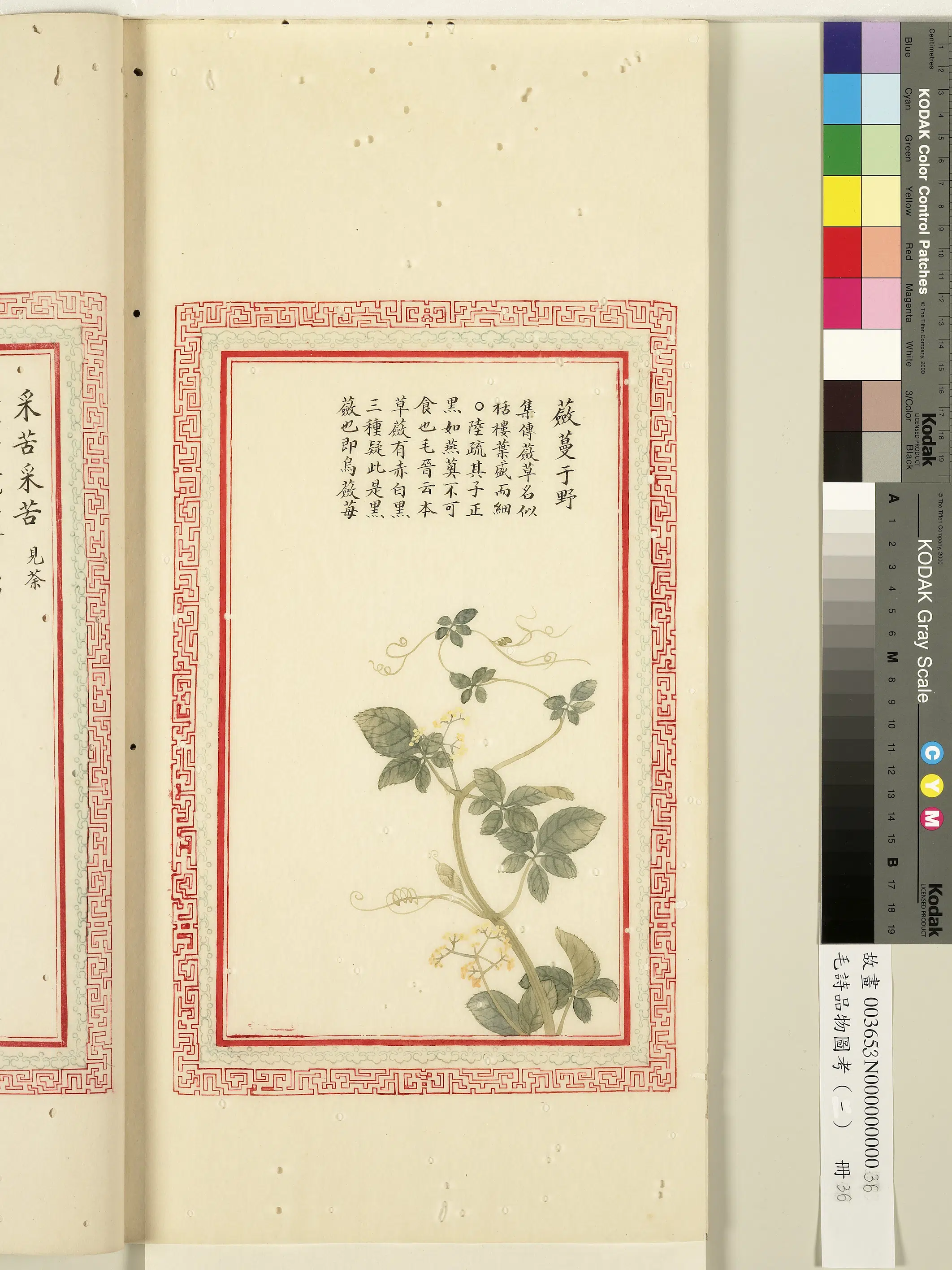 清朝【佚名】《毛诗品物图考（一）册-蘝蔓于野-1》