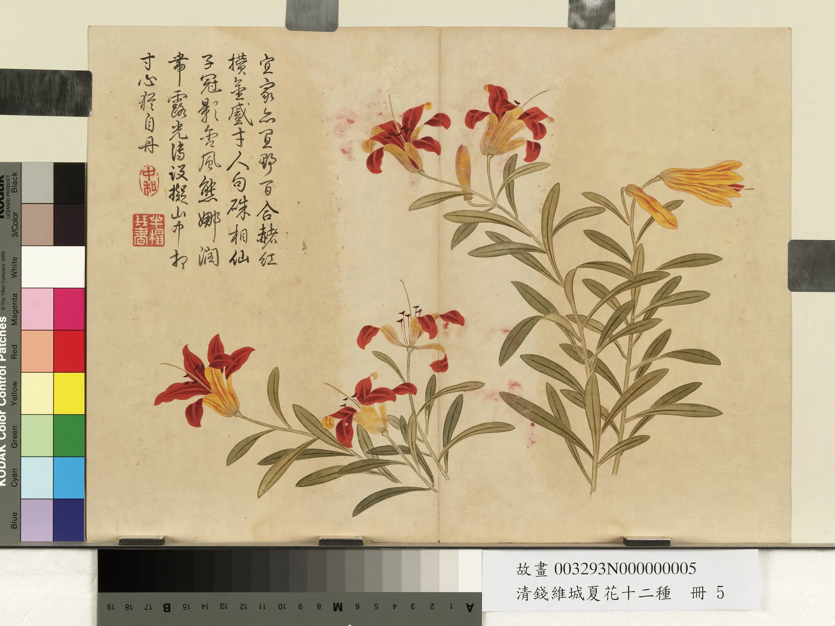 清代【钱维城】《夏华十二种册-姬百合》