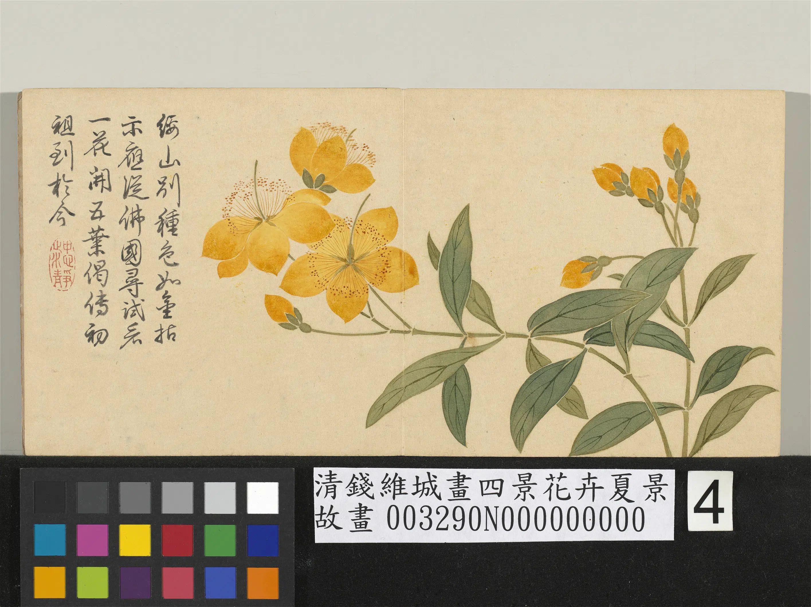 清代【钱维城】《画四景花卉夏景册-金丝桃》