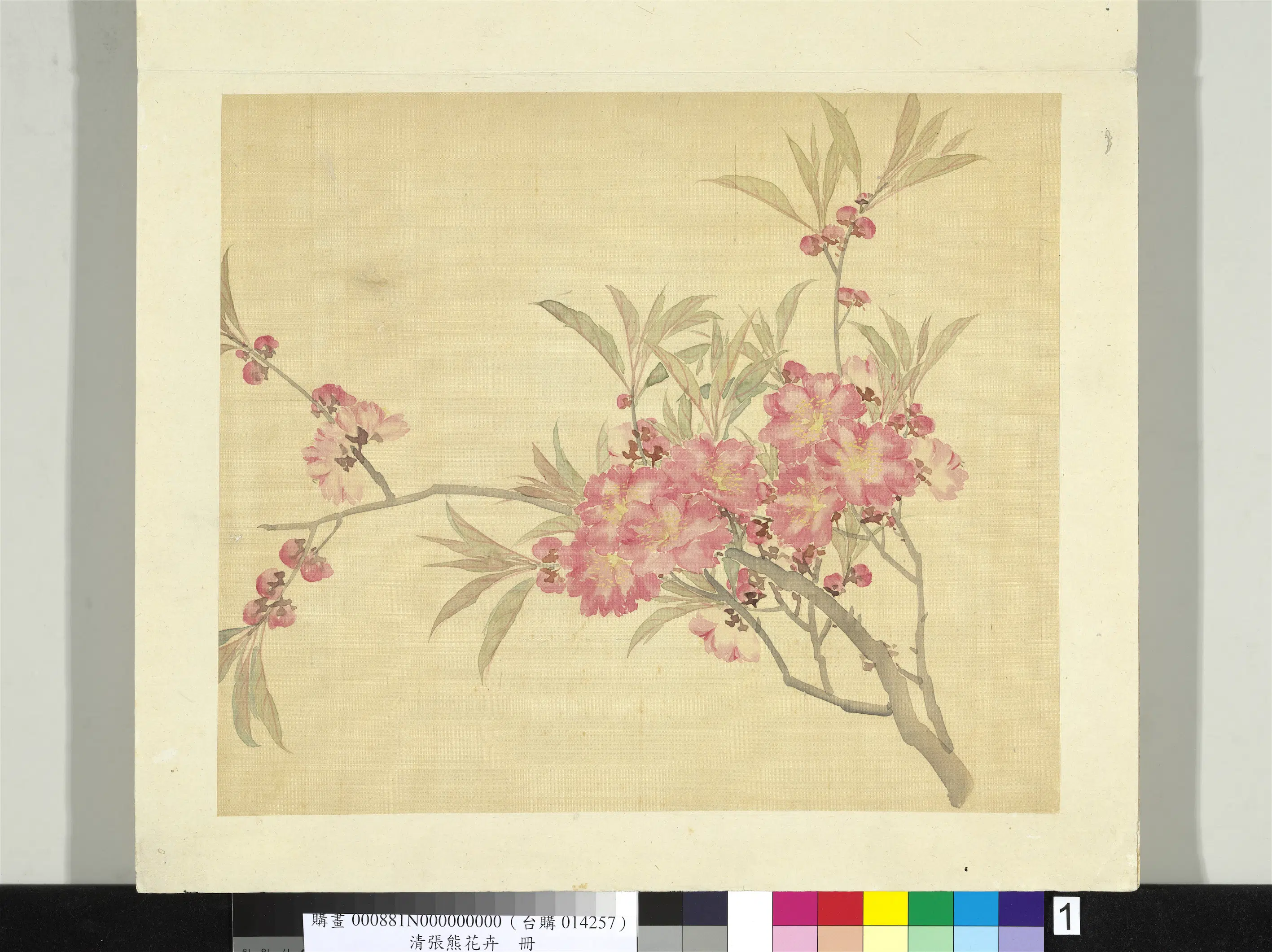 清代【张熊】《花卉册-碧桃花》