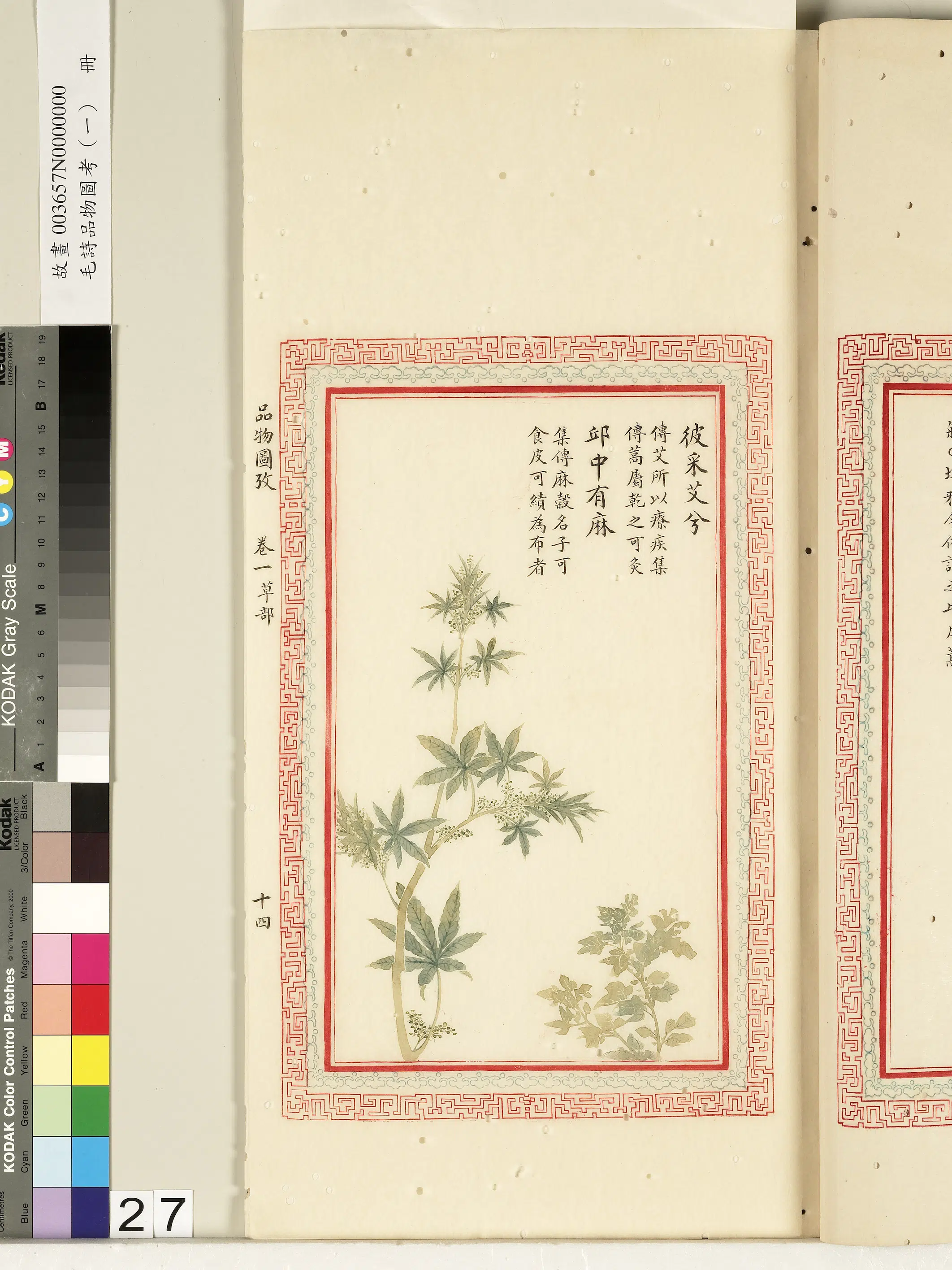 清朝【佚名】《毛诗品物图考（一）册-彼采艾兮邱中有麻-2》