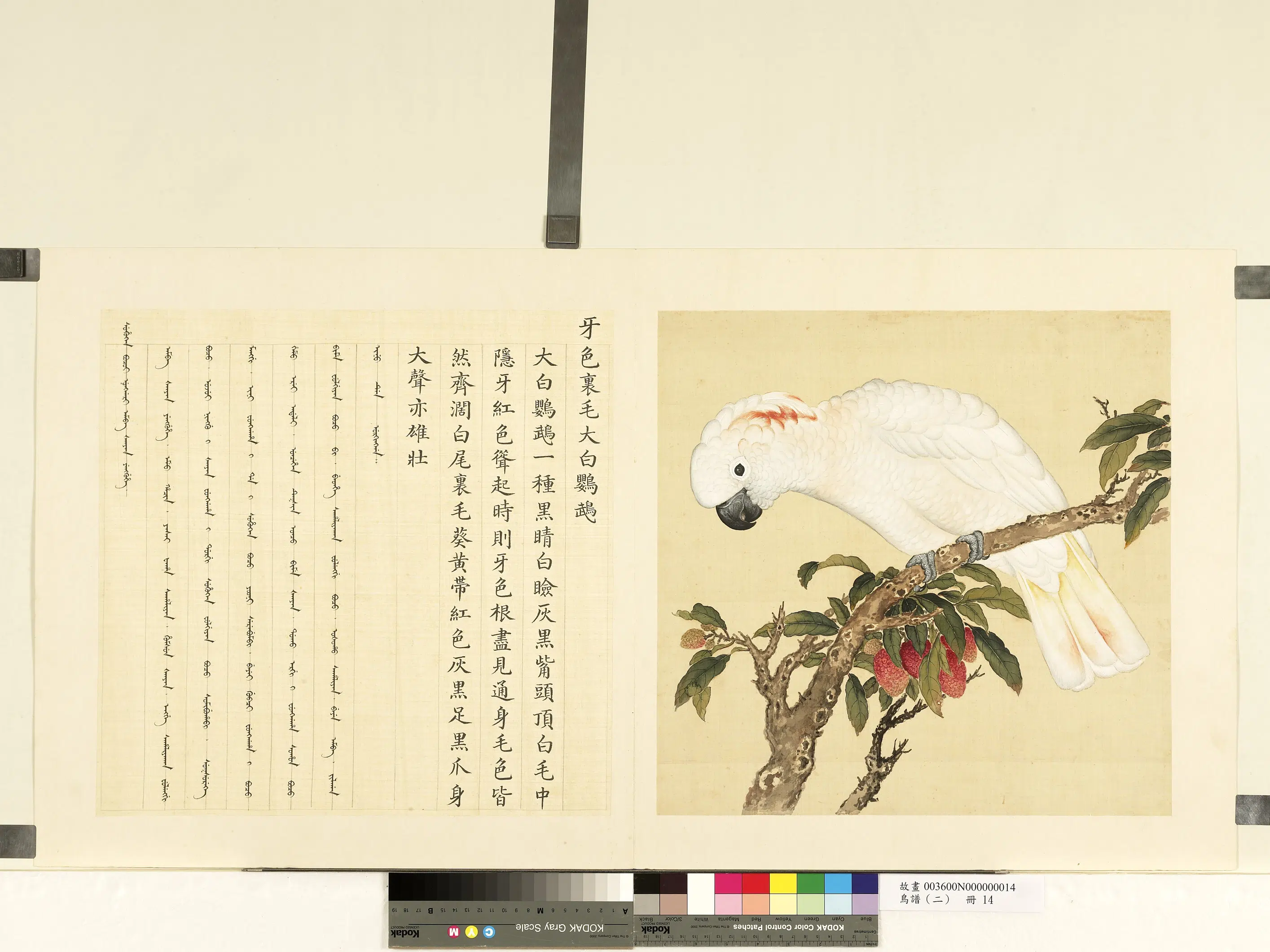 清代【佚名】《鸟谱（二）册-牙色里毛大白鹦鹉》