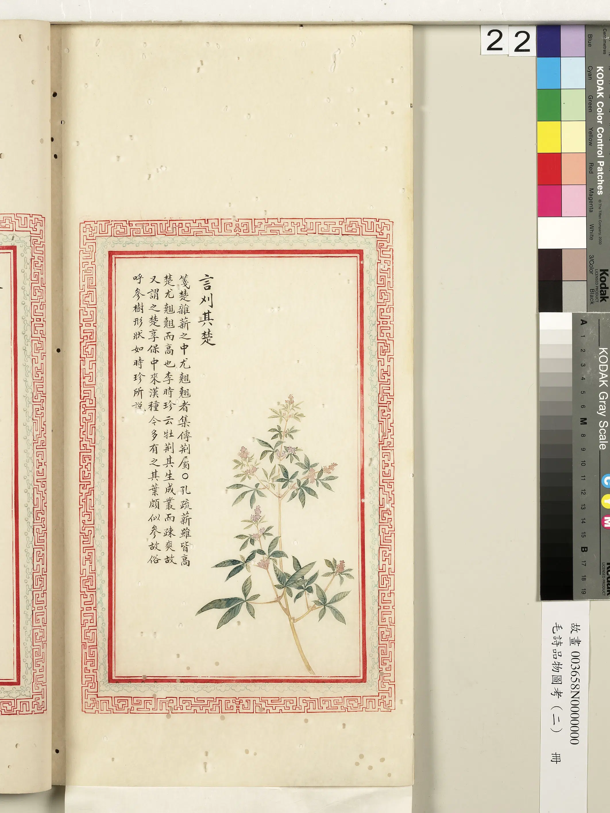 清朝【佚名】《毛诗品物图考（二）册-言刈其楚-2》