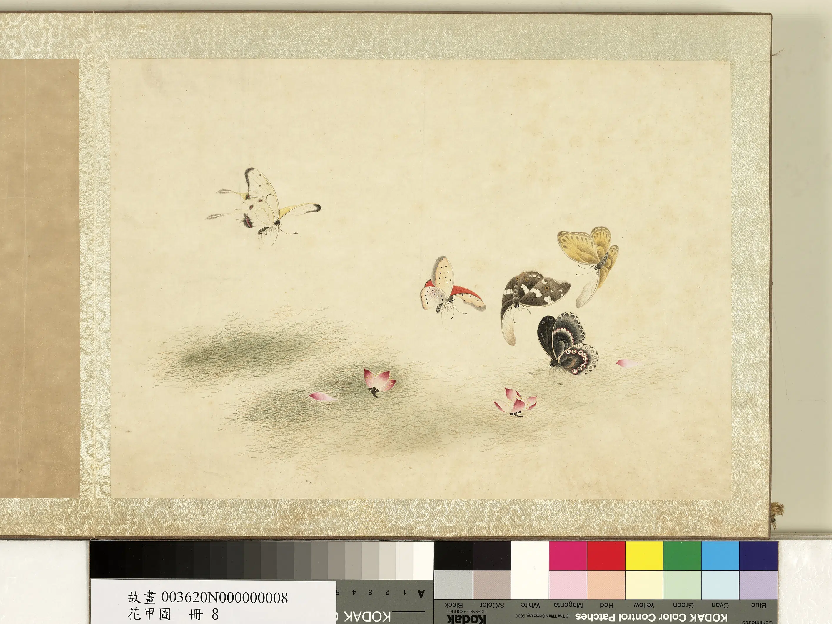 【佚名】《花甲图册-蝴蝶（八）》