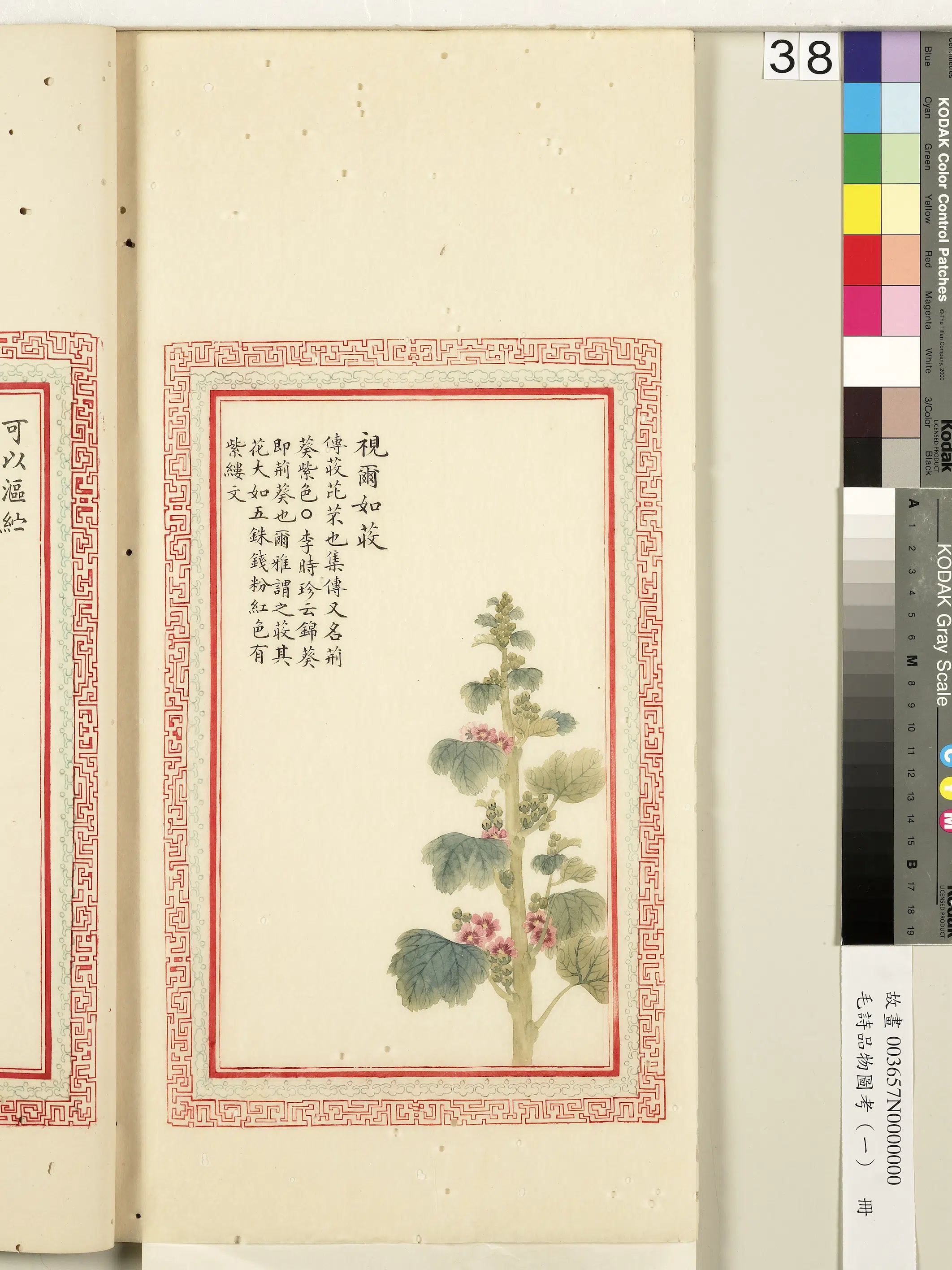 清朝【佚名】《毛诗品物图考（一）册-视尔如荍-2》