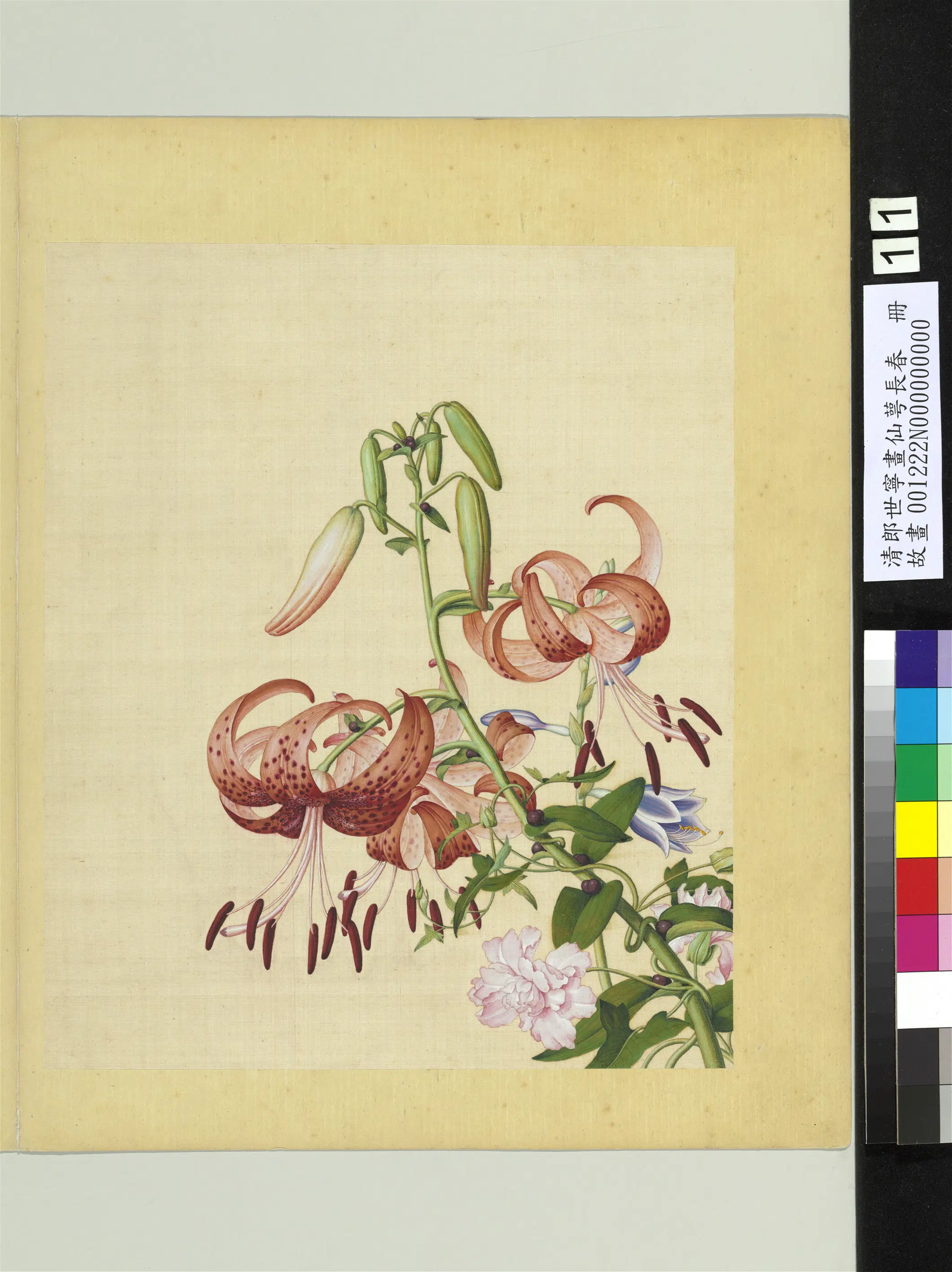清代【郎世宁】《画仙萼长春册》 第5张 清代【郎世宁】《画仙萼长春册》 第5张