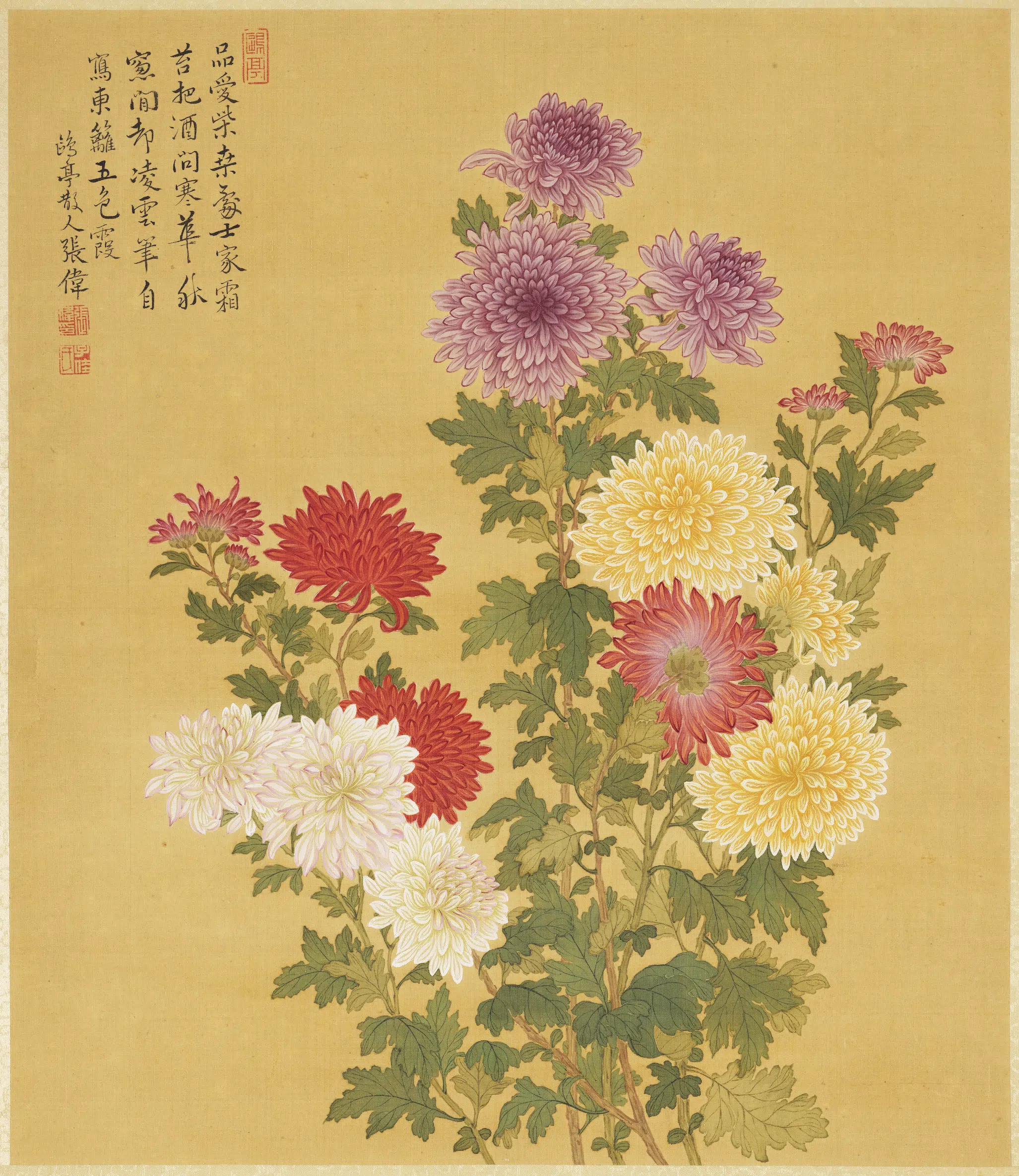清代【张伟】《写生花卉册-菊花》