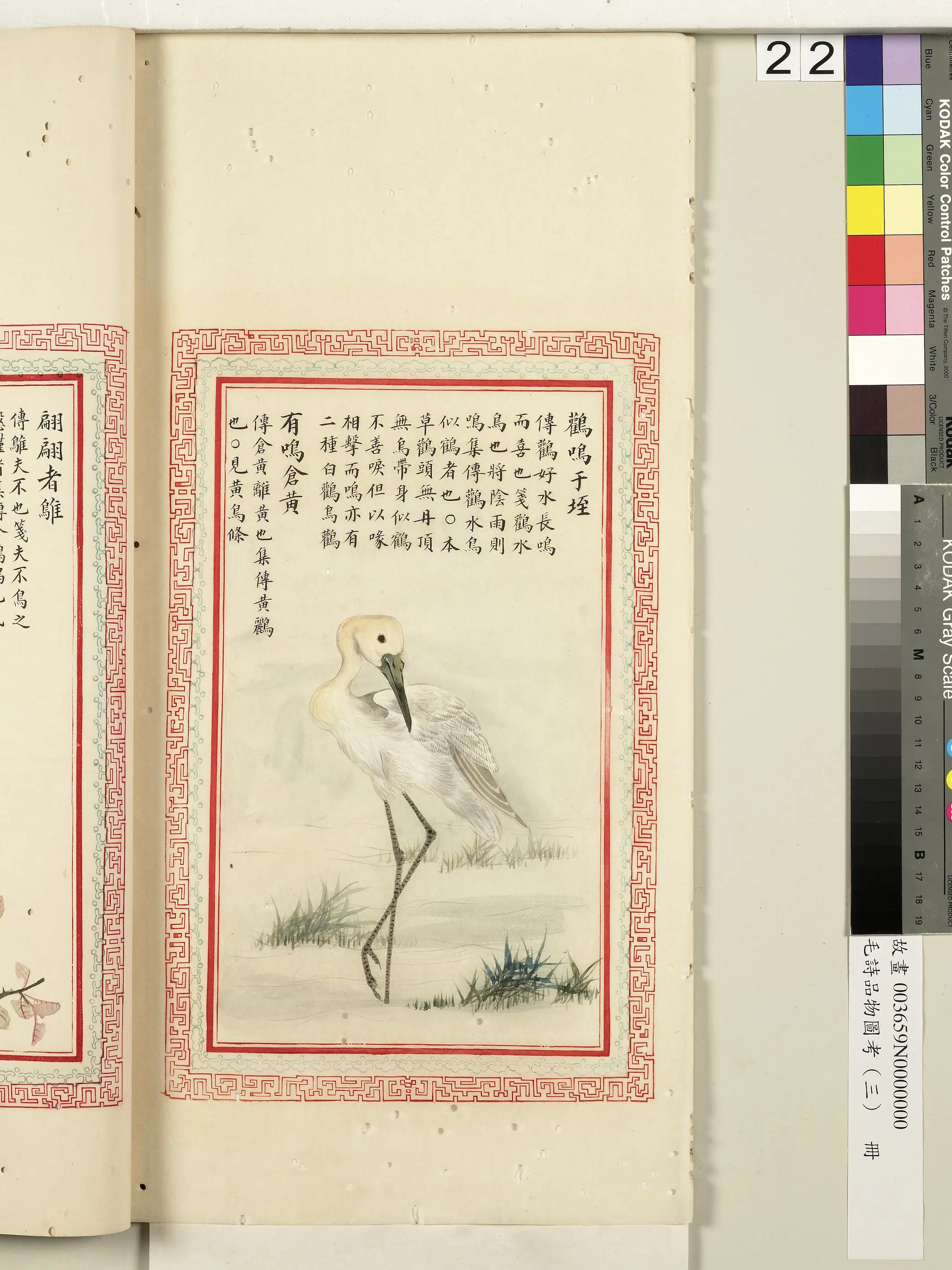 清朝【佚名】《毛诗品物图考（三）册-鹳鸣于垤有鸣仓黄-2》