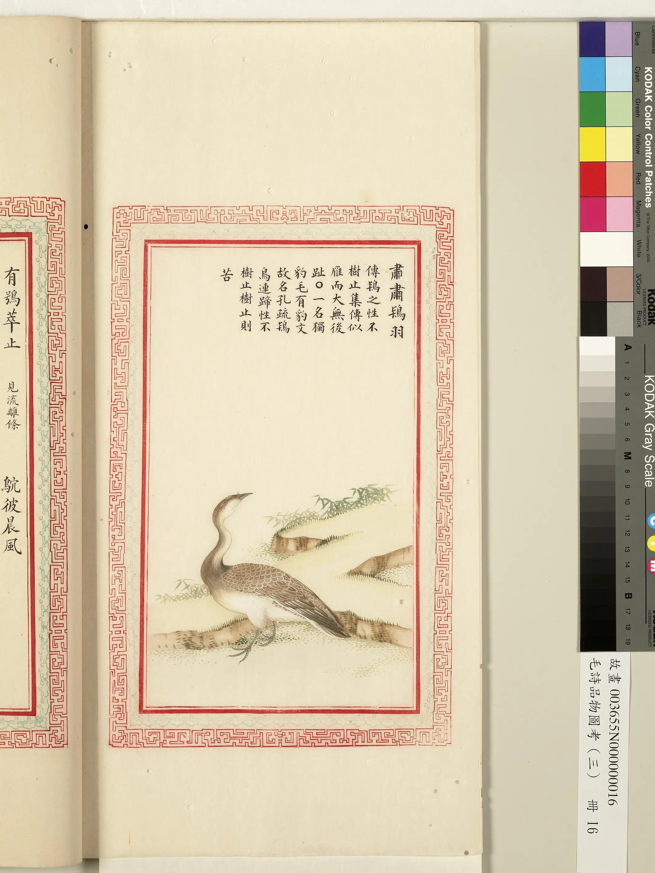 清朝【佚名】《毛诗品物图考（三）册-肃肃鸨羽-1》