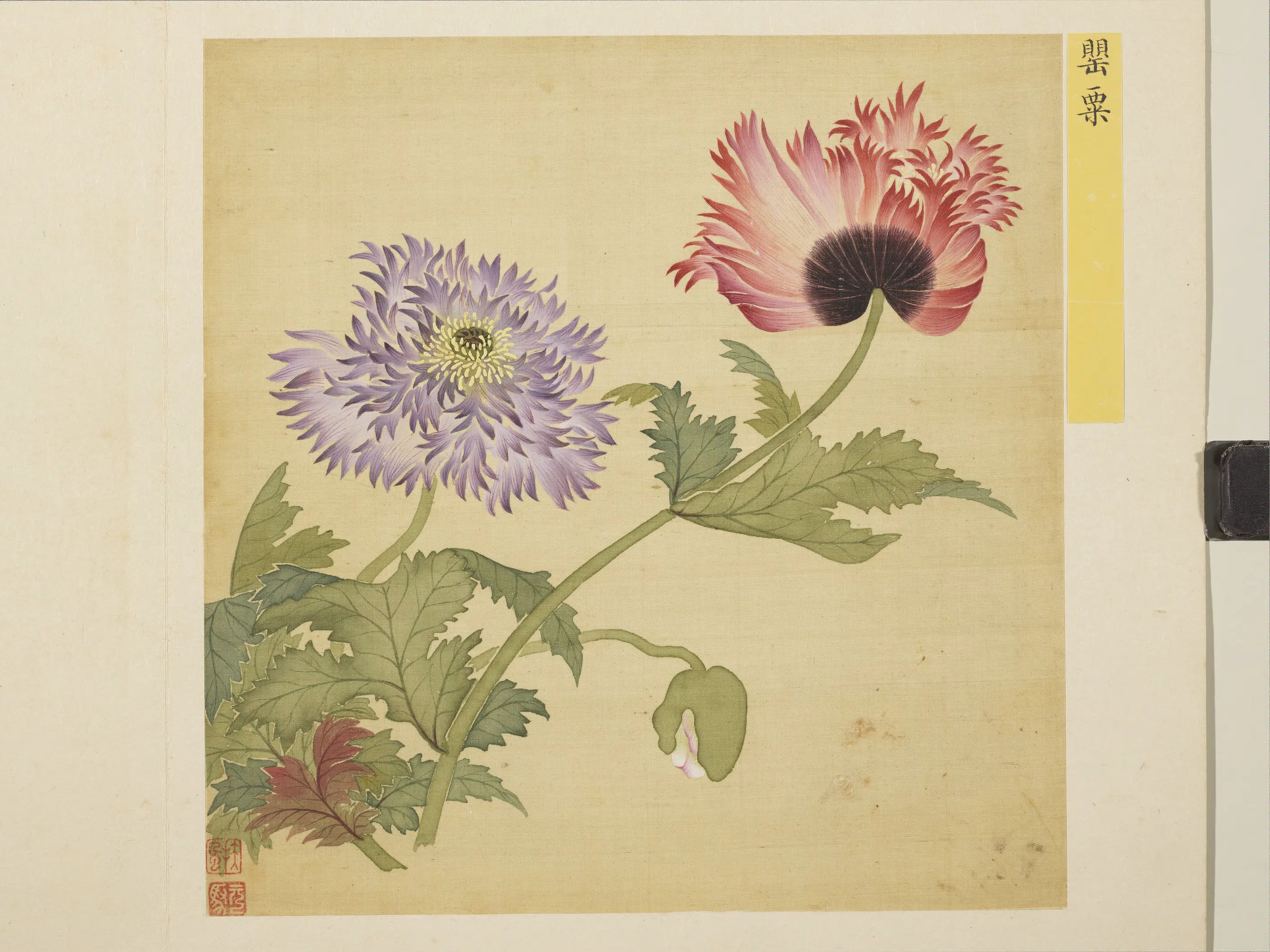 清朝【马元驭】《花卉册》 第9张 清朝【马元驭】《花卉册》 第9张