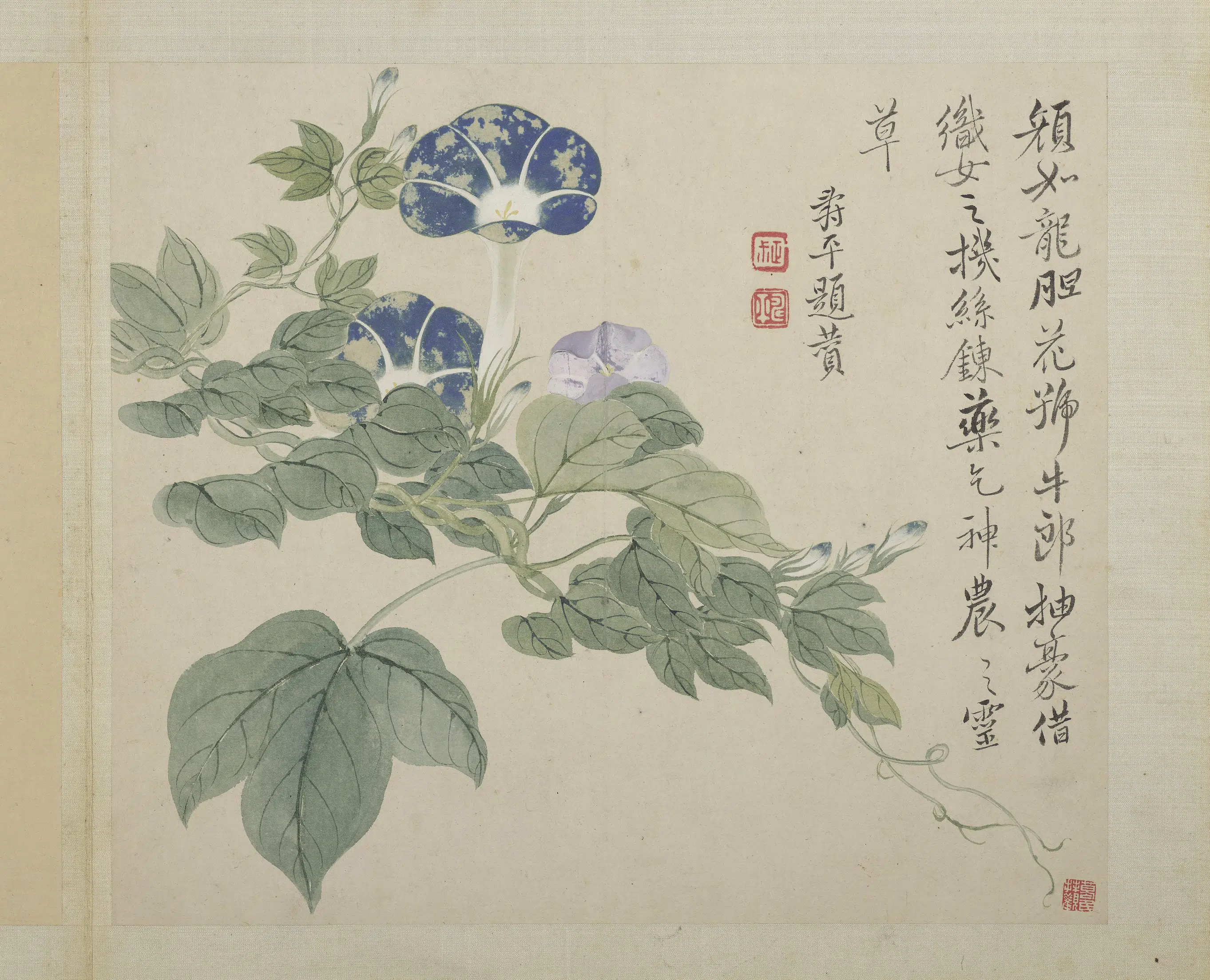 清代【恽寿平】《画花卉册-牛郎花》