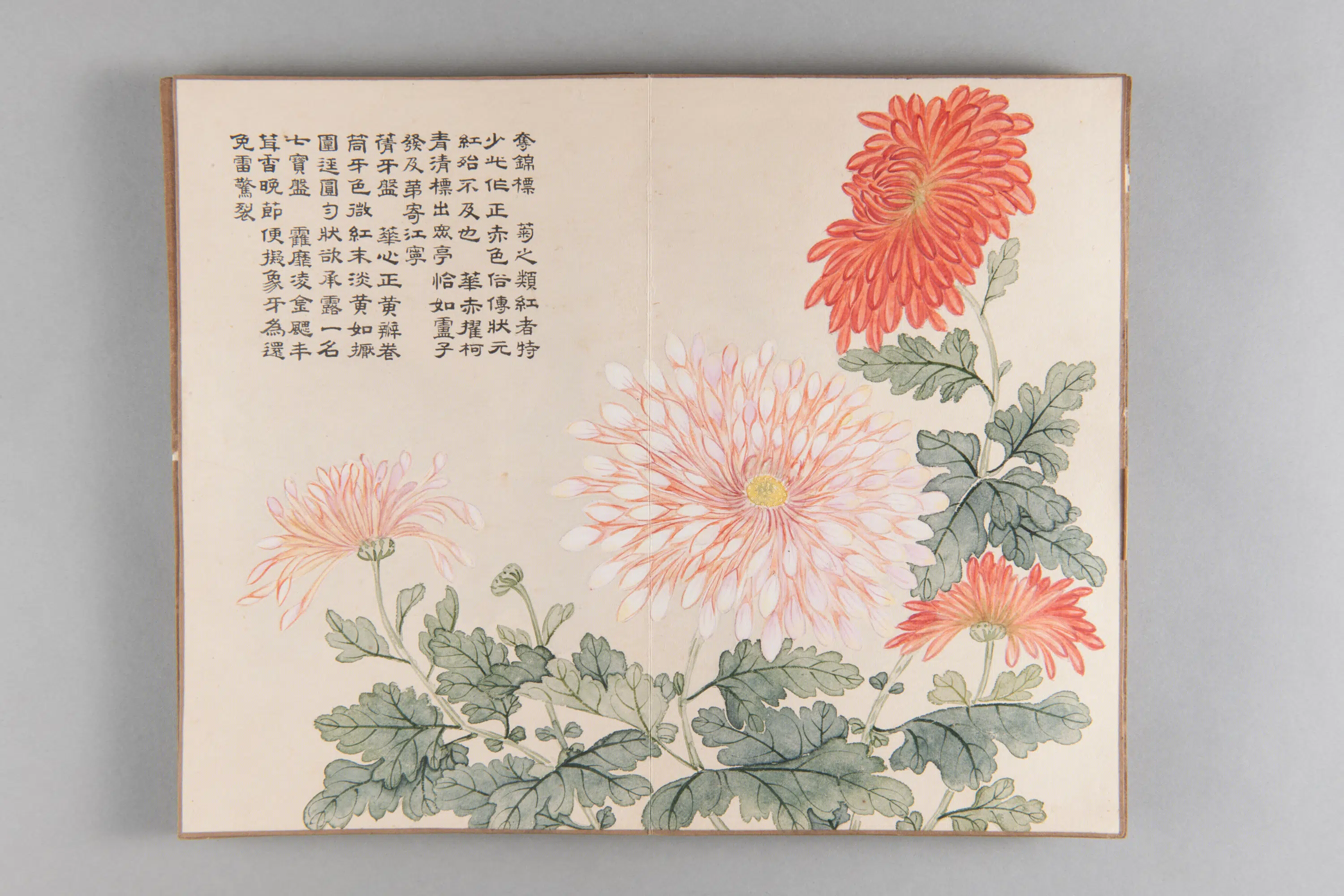 清代【爱新觉罗弘旿】《洋菊图册(15开)》 第2张 清代【爱新觉罗弘旿】《洋菊图册(15开)》 第2张