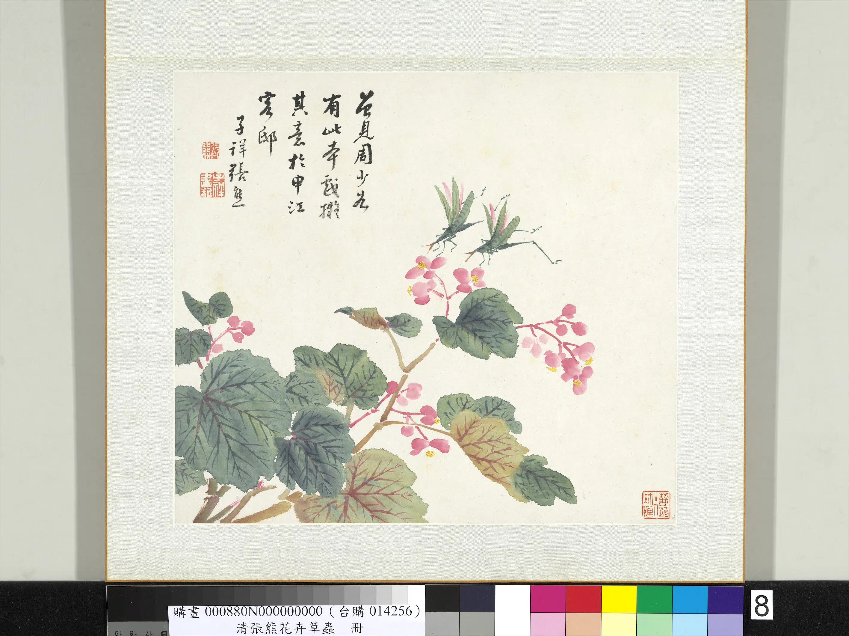 清代【张熊】《花卉草虫册》 第9张 清代【张熊】《花卉草虫册》 第9张