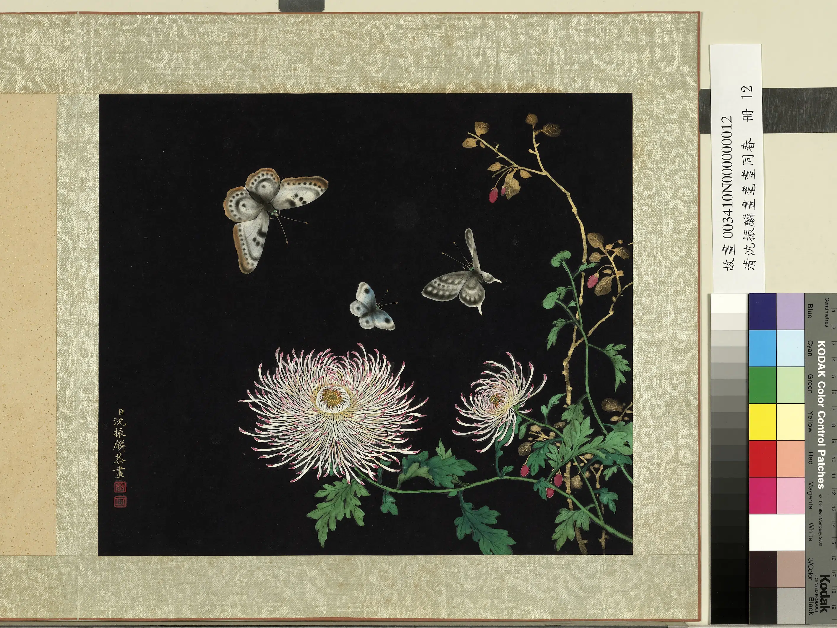 清朝【沈振麟】《画耄耋同春册_菊花》