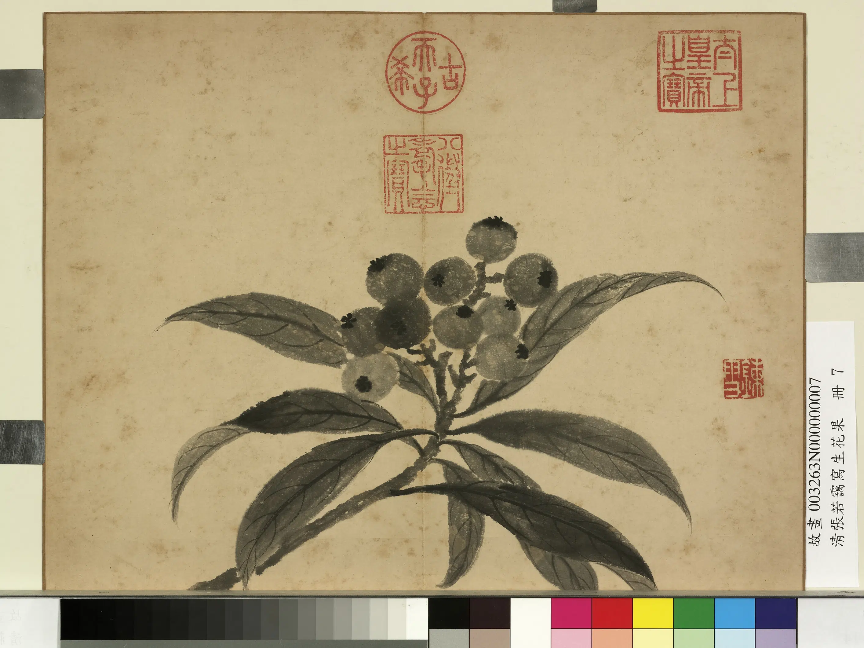 清代【张若霭】《写生花果册》 第2张