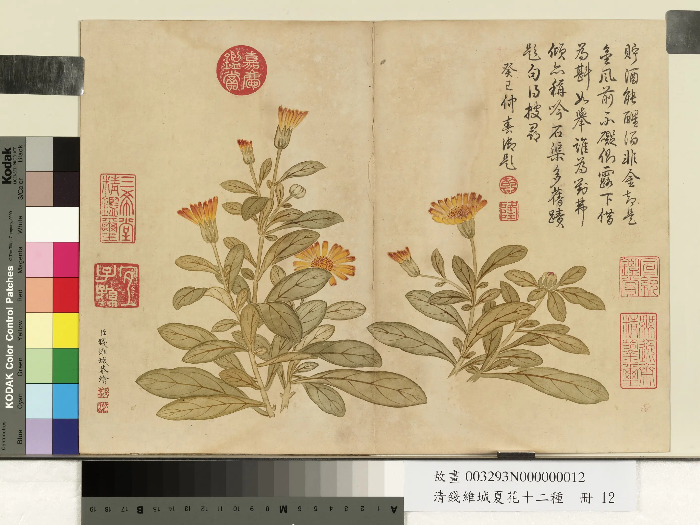 清代【钱维城】《夏华十二种册》 第8张 清代【钱维城】《夏华十二种册》 第8张