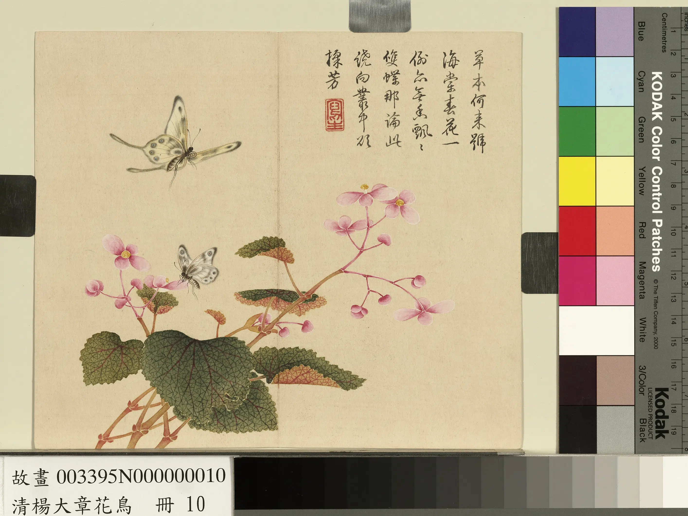 清代【杨大章】《花鸟册》 第4张 清代【杨大章】《花鸟册》 第4张