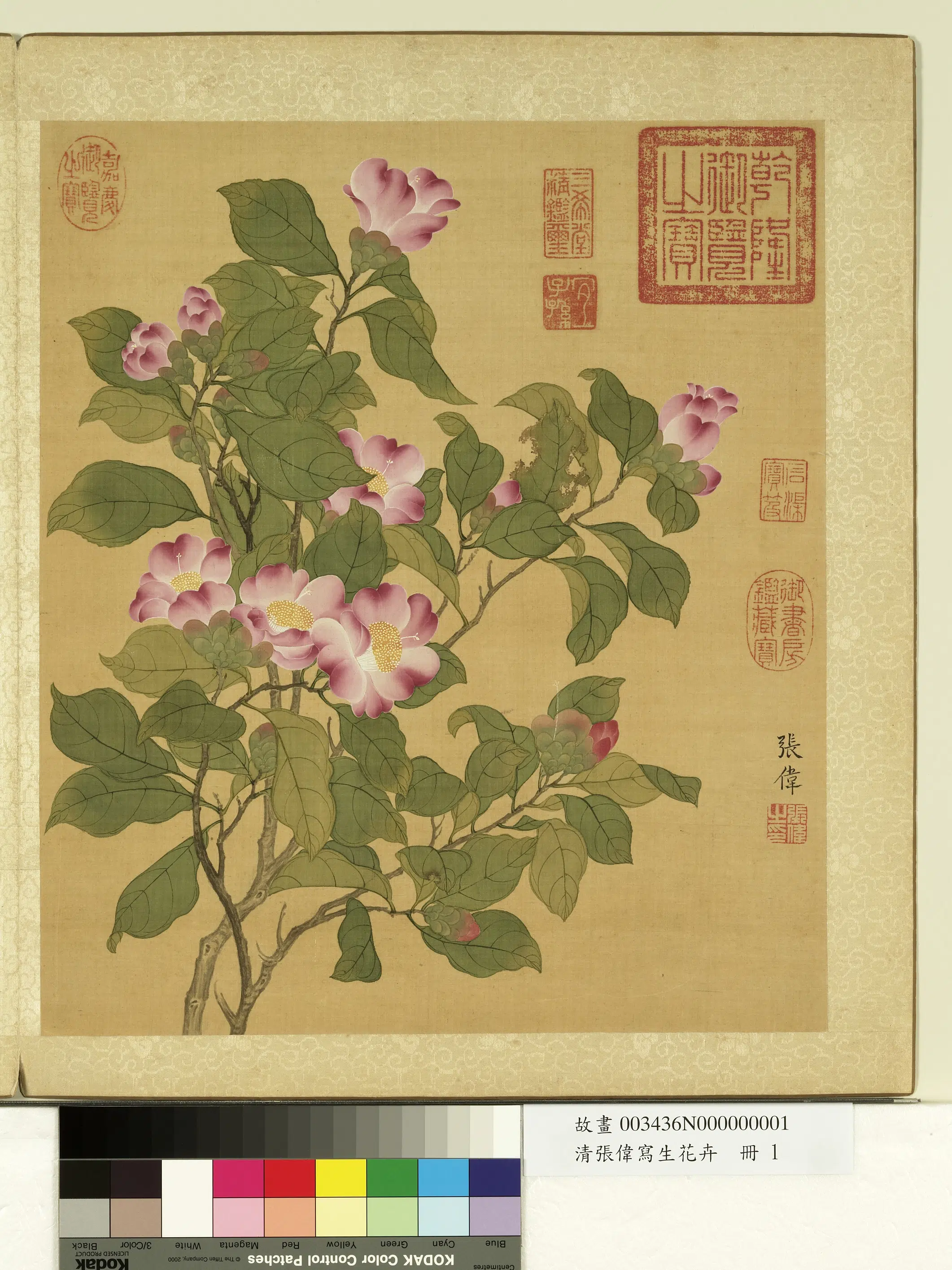 清代【张伟】《写生花卉册-山茶》