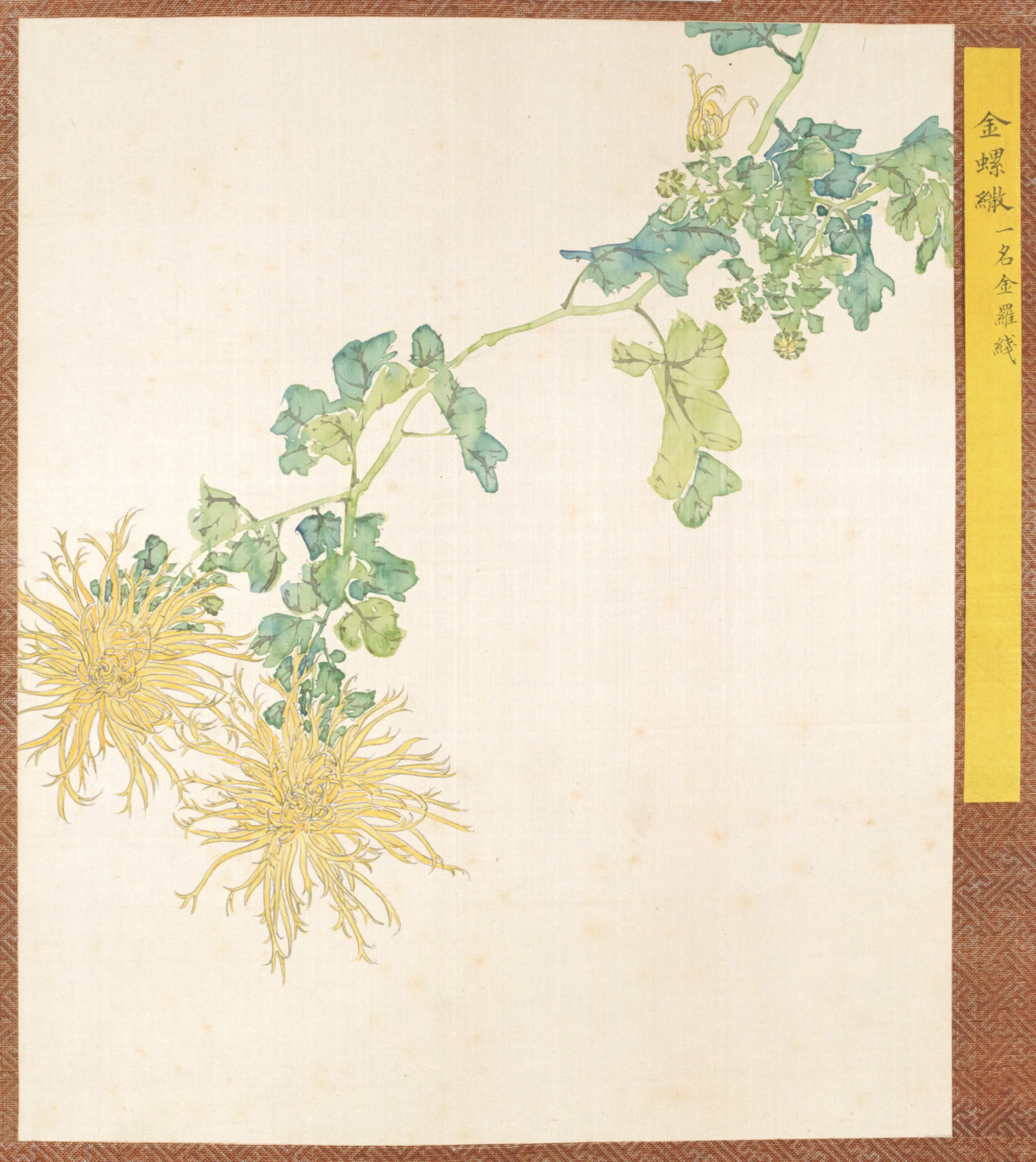 清代【清人】《菊谱册-10》 第1张