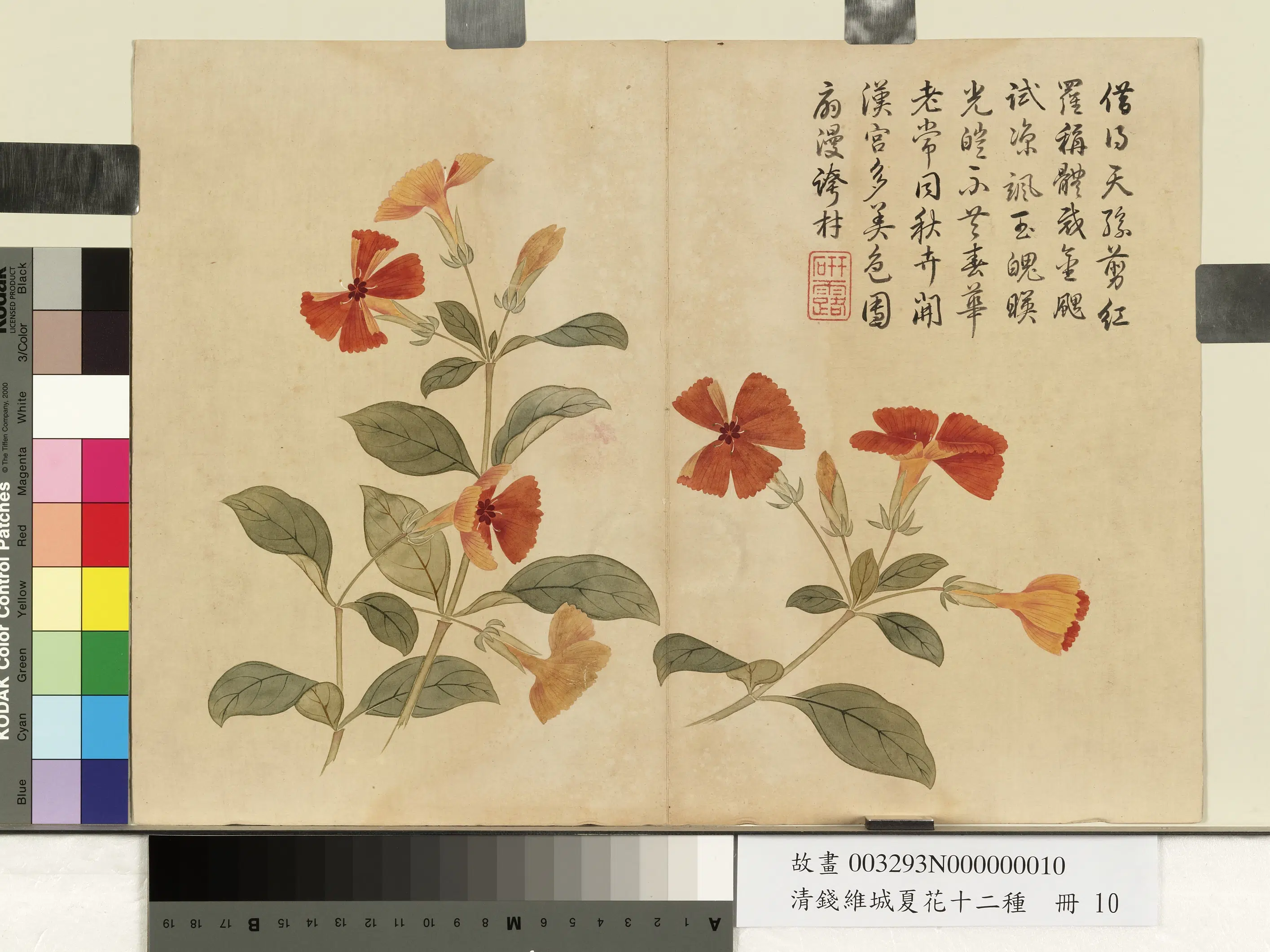 清代【钱维城】《夏华十二种册-翦秋罗》