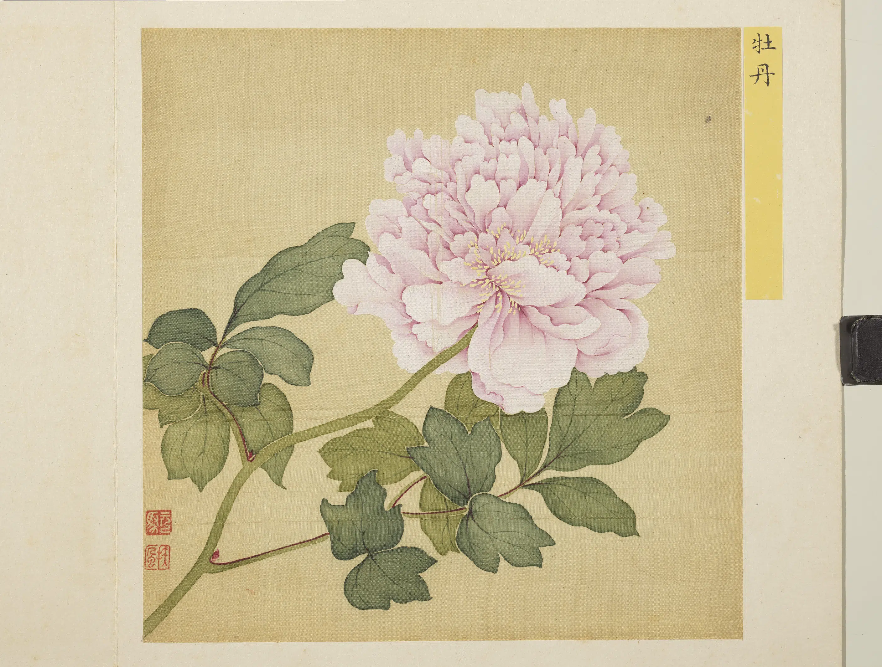 清朝【马元驭】《花卉册-牡丹》