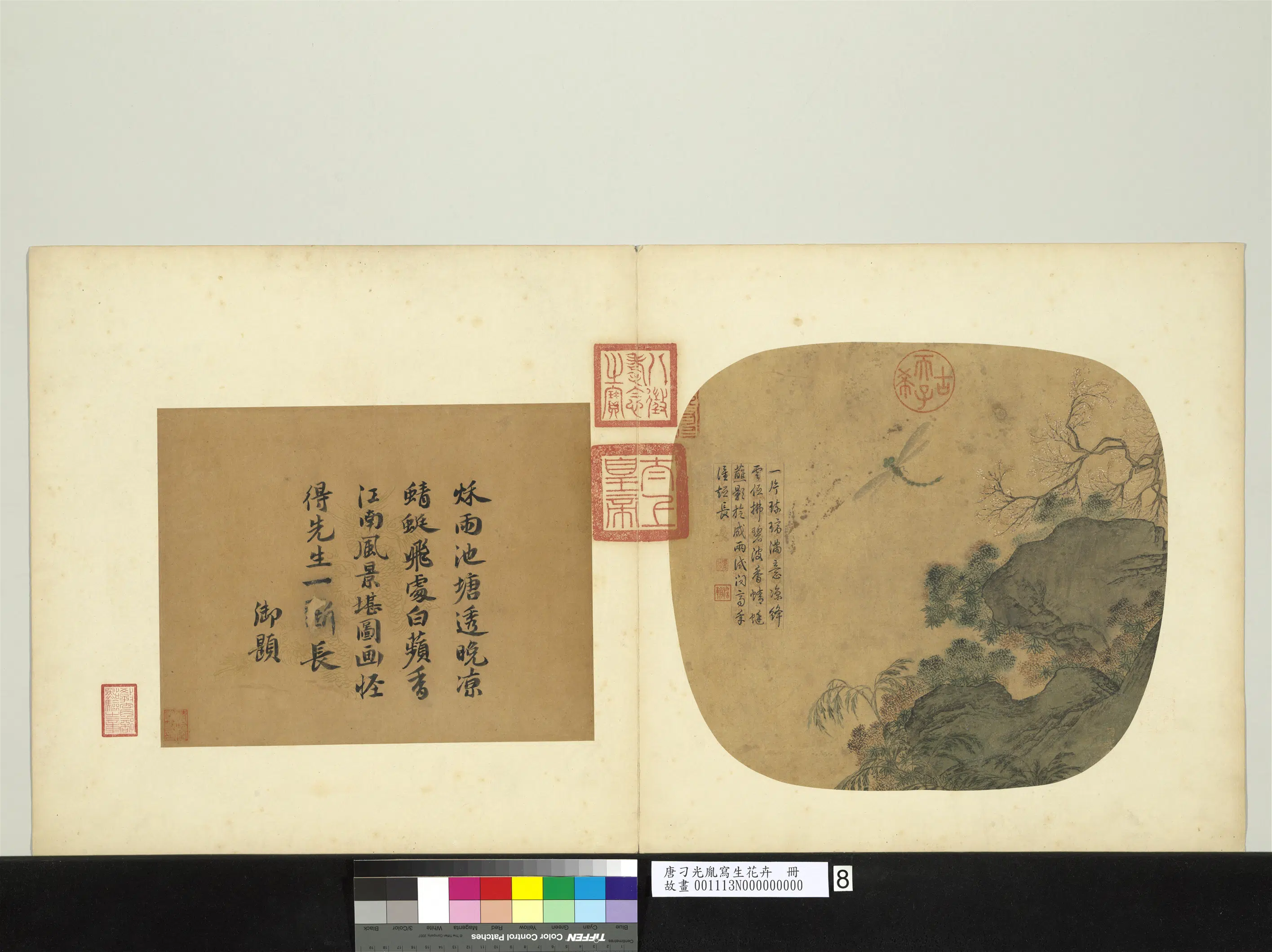 唐朝【刁光胤】《写生花卉册-秋塘苹蓼照影蜻蜓》