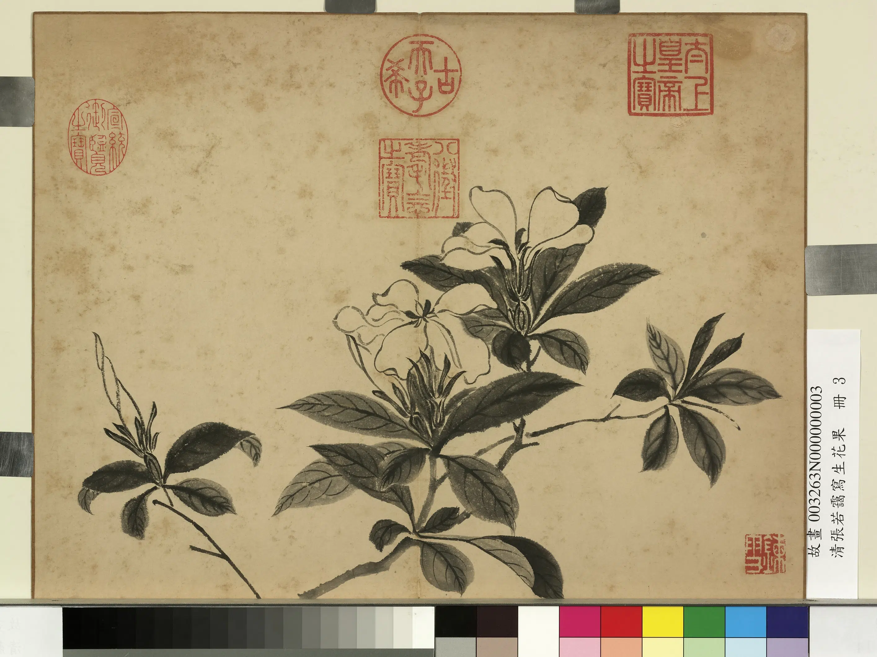 清代【张若霭】《写生花果册》 第3张