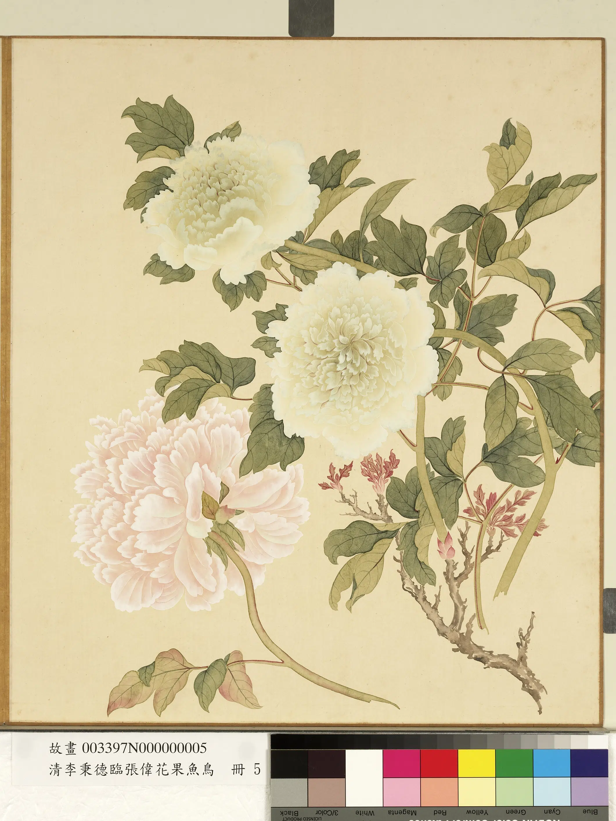 清代【李秉德】《临张伟花果鱼鸟册-牡丹》