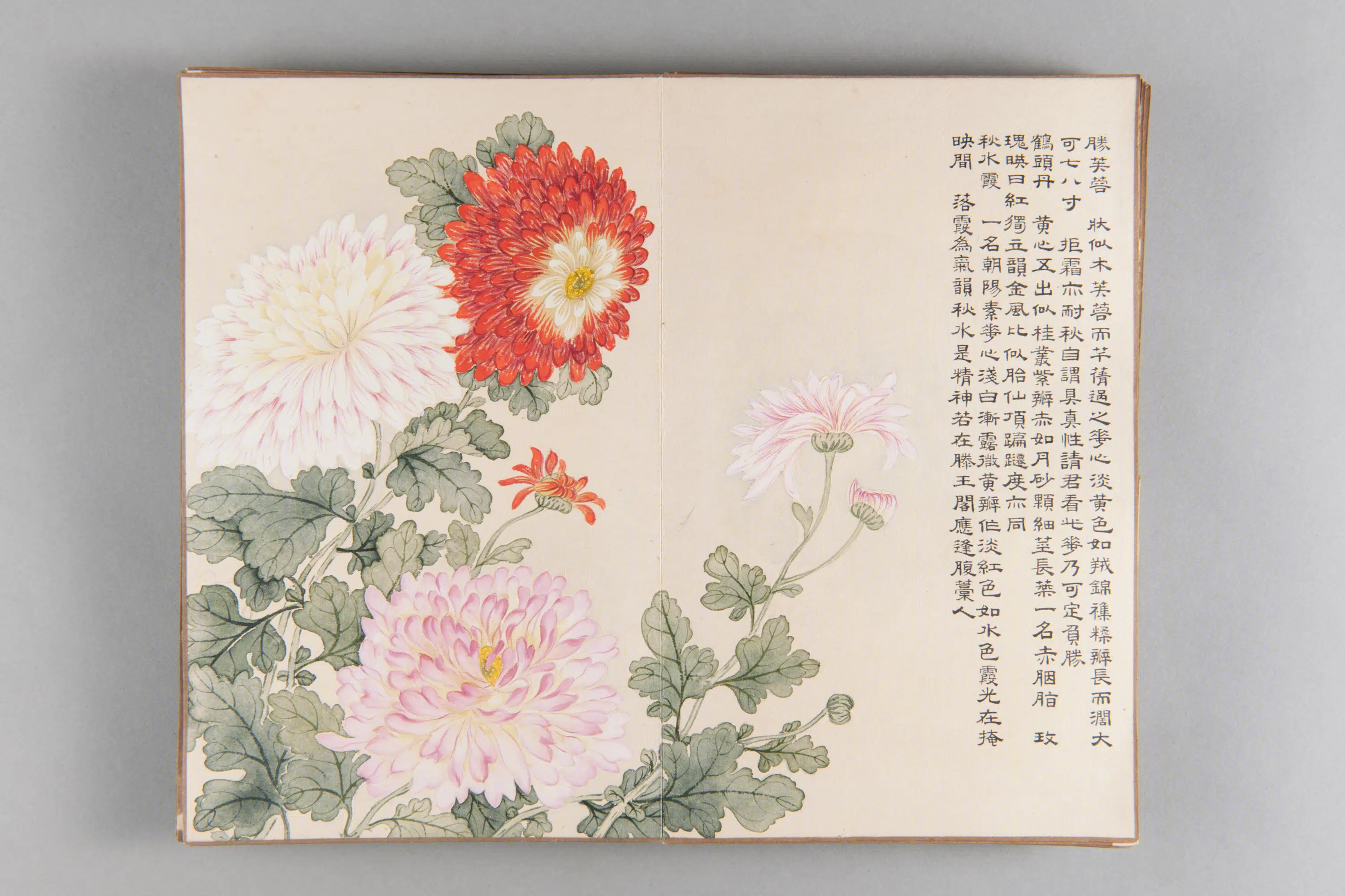 清代【爱新觉罗弘旿】《洋菊图册(15开)》 第5张 清代【爱新觉罗弘旿】《洋菊图册(15开)》 第5张