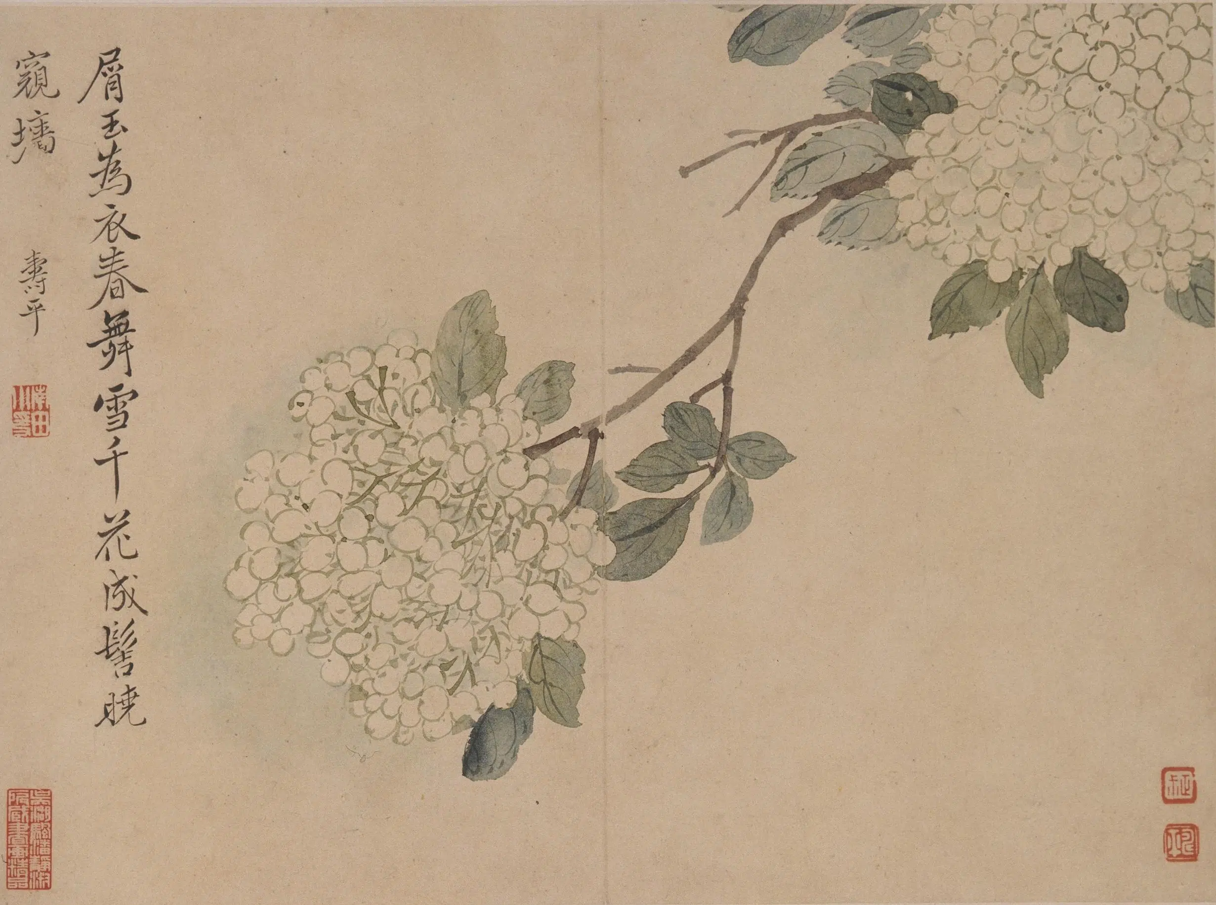 清代【恽寿平】《花卉册》 第6张 清代【恽寿平】《花卉册》 第6张