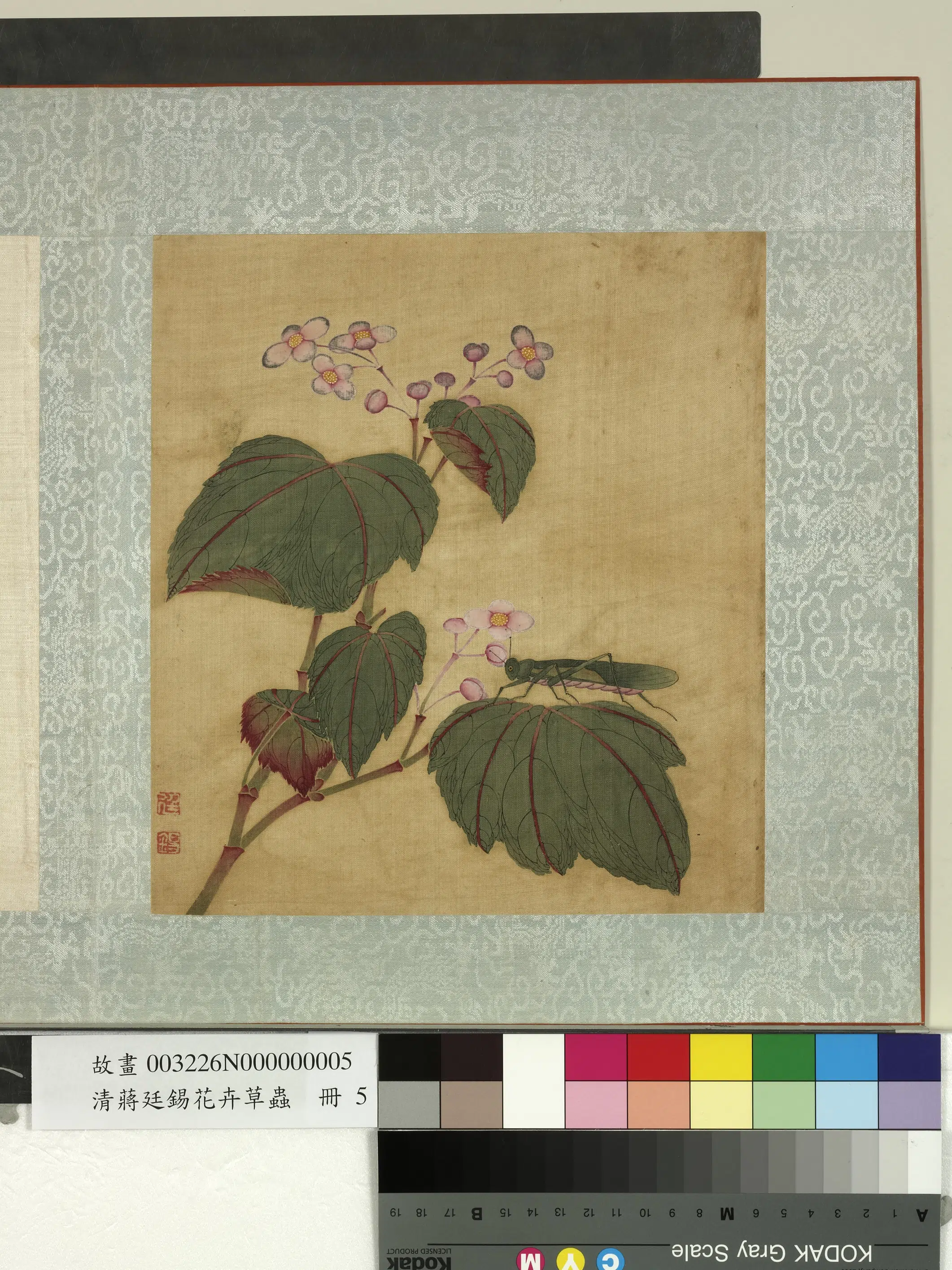 清代【蒋廷锡】《花卉草虫册》 第5张 清代【蒋廷锡】《花卉草虫册》 第5张